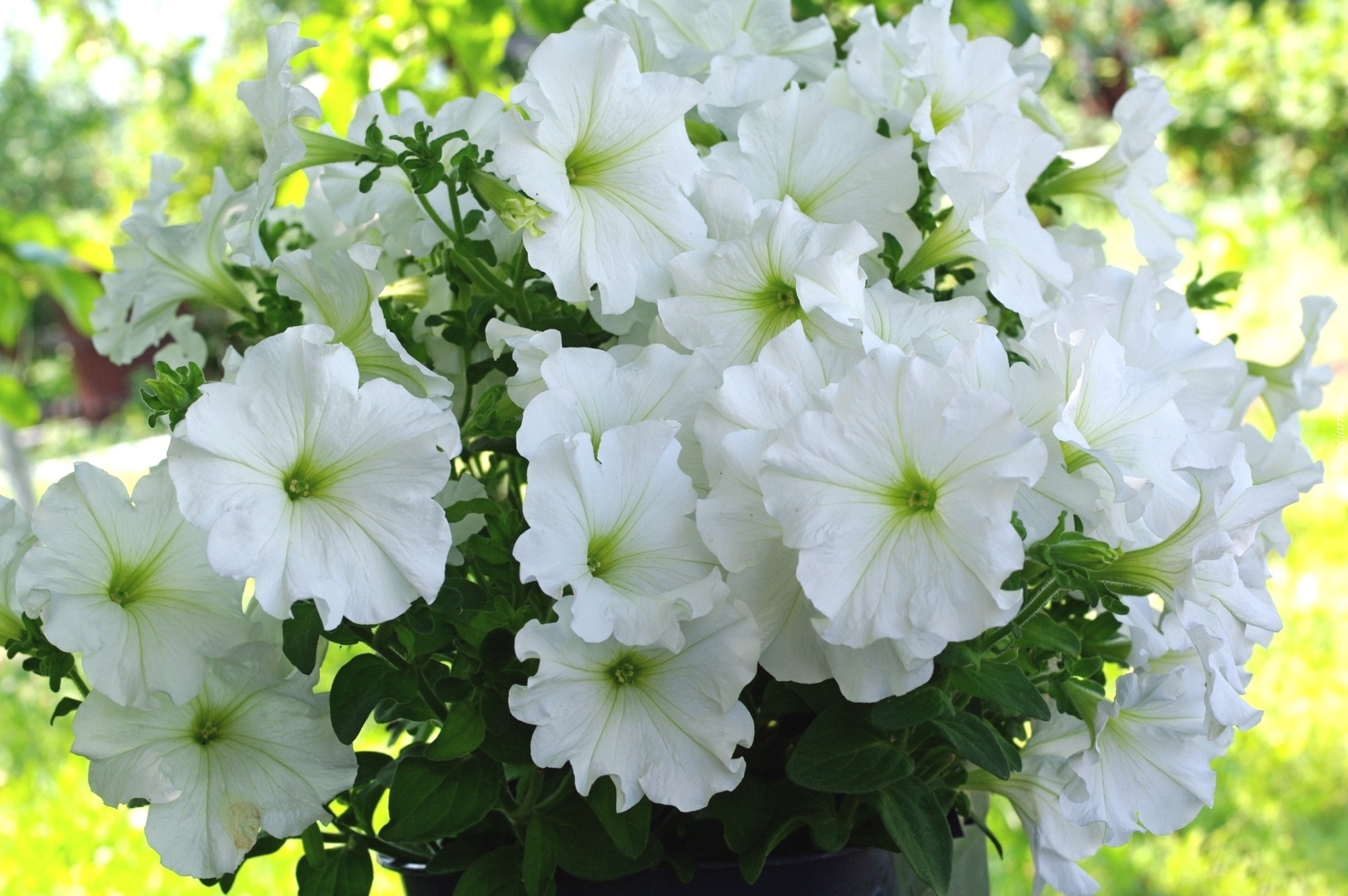 Białe, Kwiaty, Liście