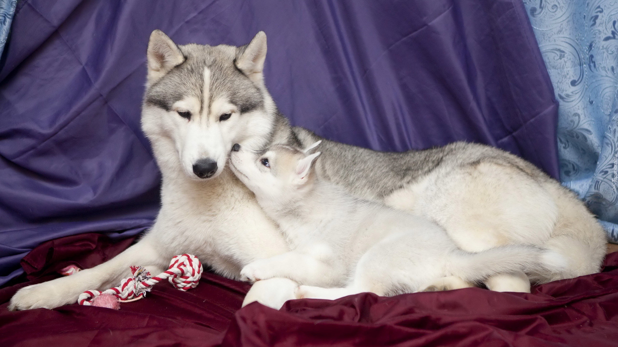 Siberian Husky, Rodzina