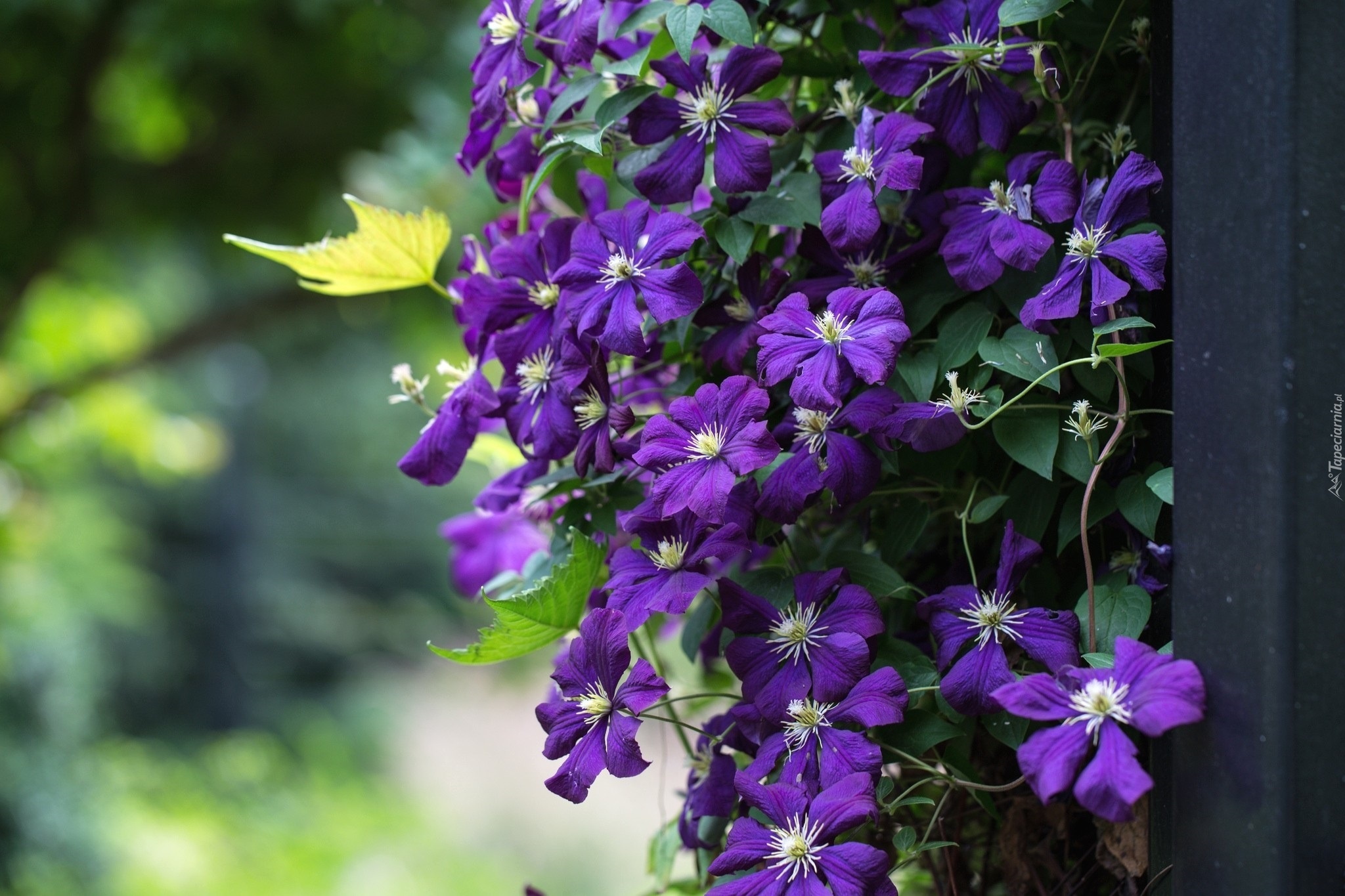 Wiszący, Clematis