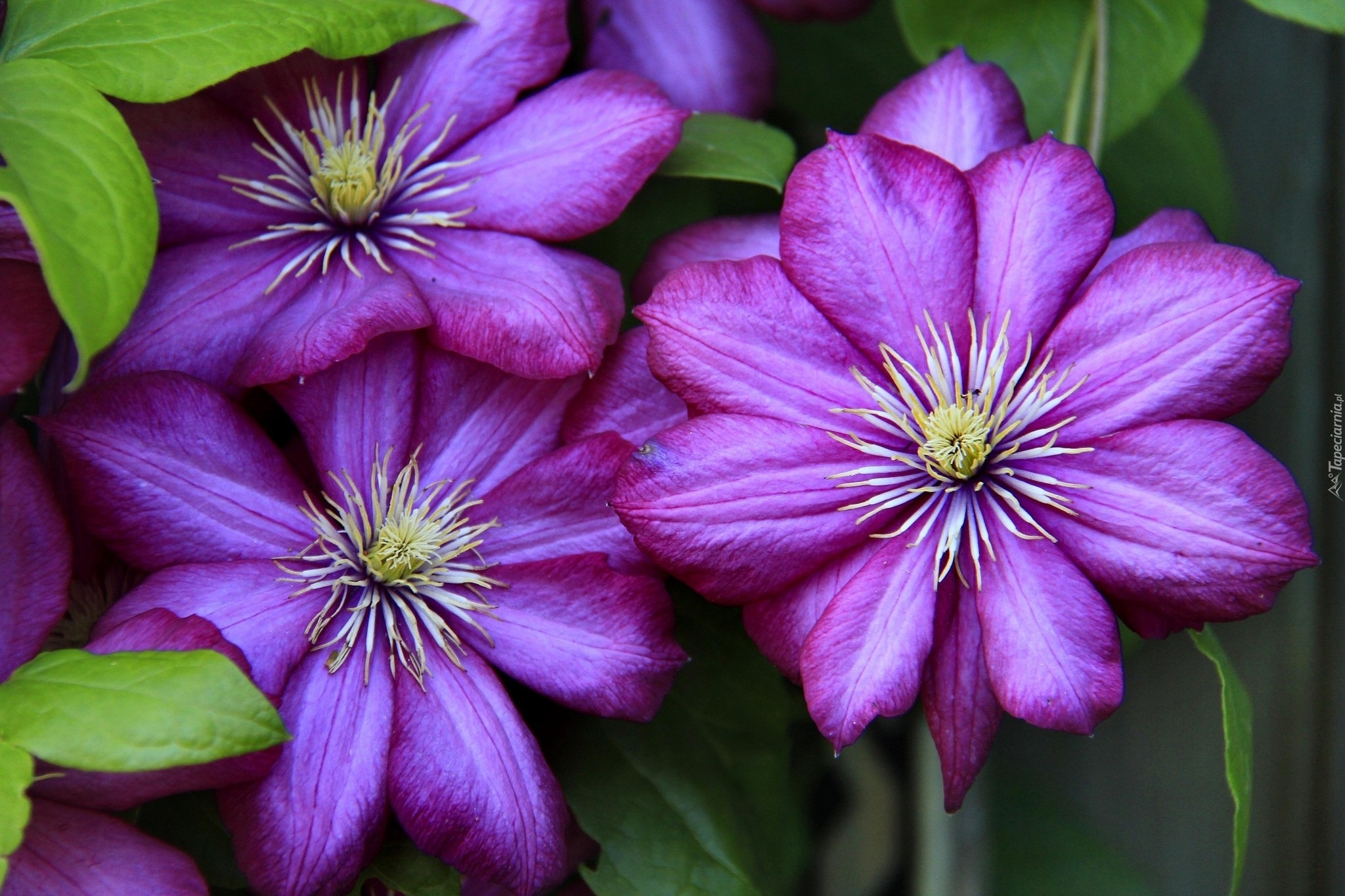 Kwiaty, Clematis