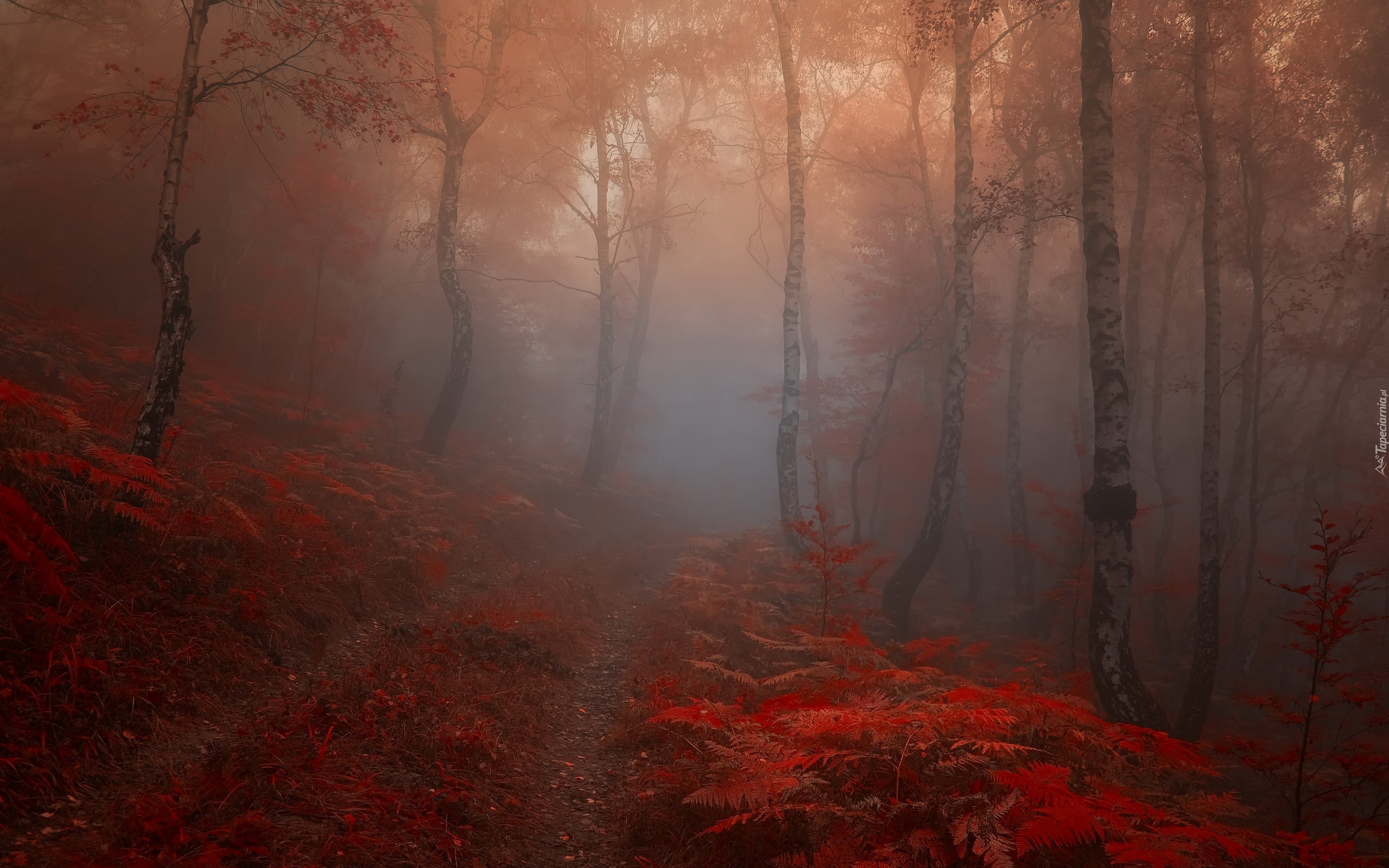Las, Mgła, Liście, Ścieżka