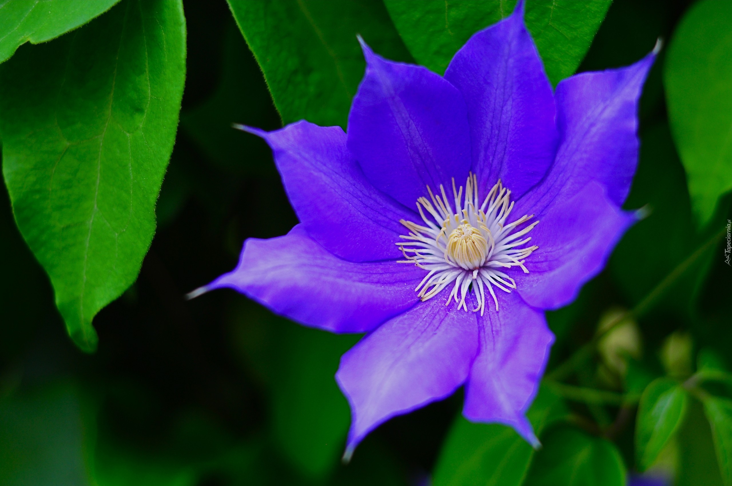 Clematis, Liście