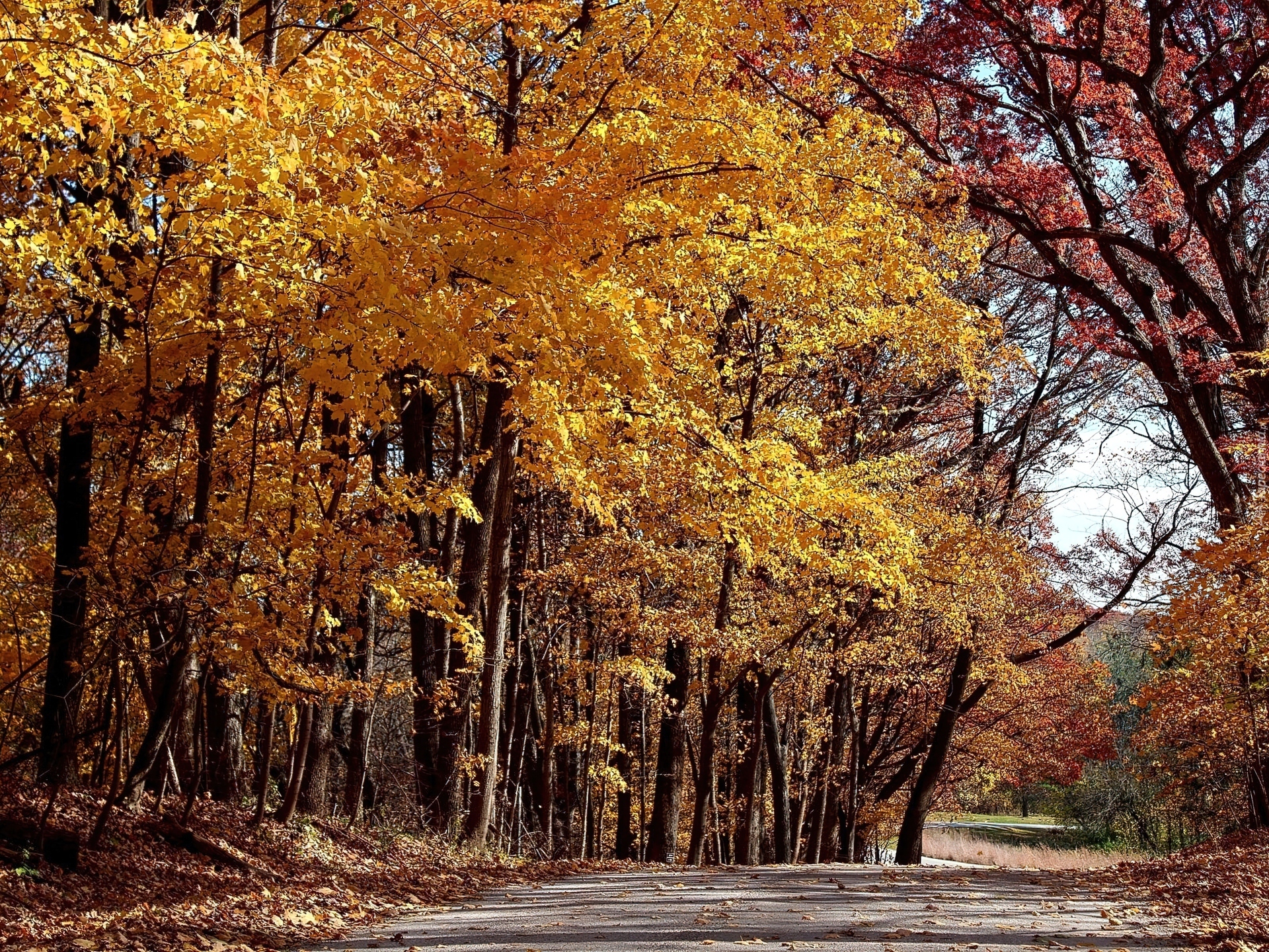 Jesień, Park, Droga