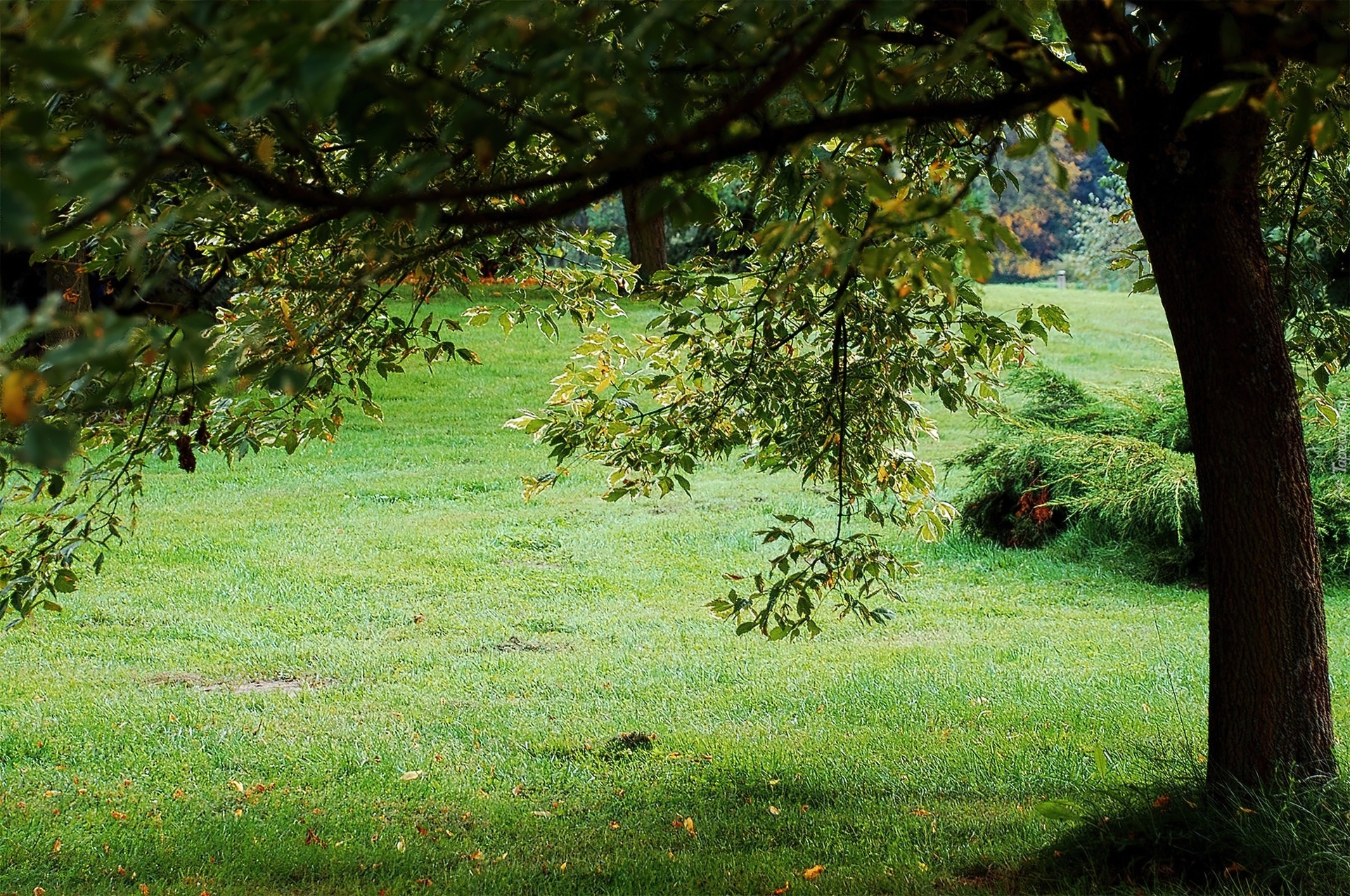 Park, Trawa, Drzewo