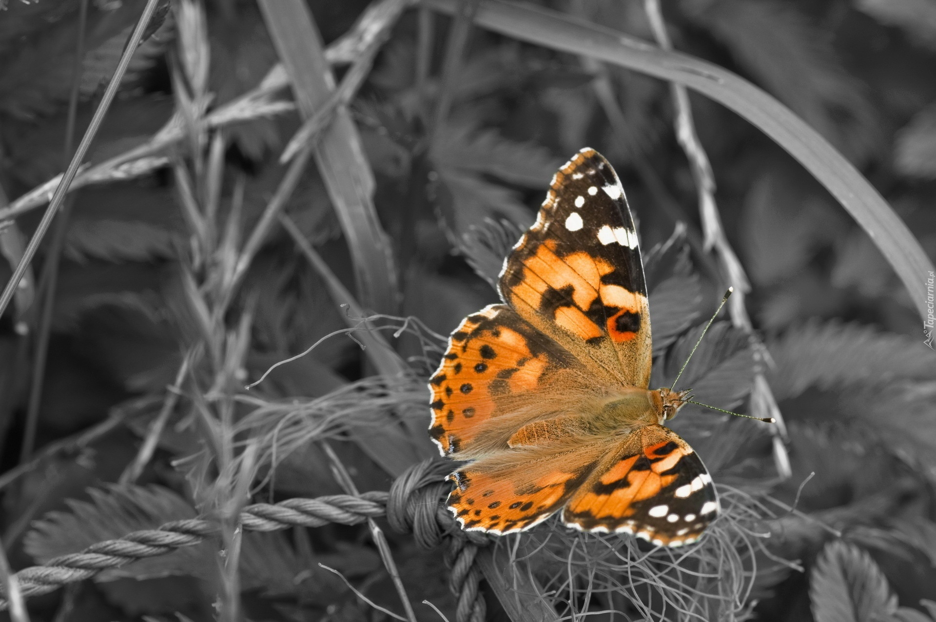 Piękny, Motyl, Trawy, Las