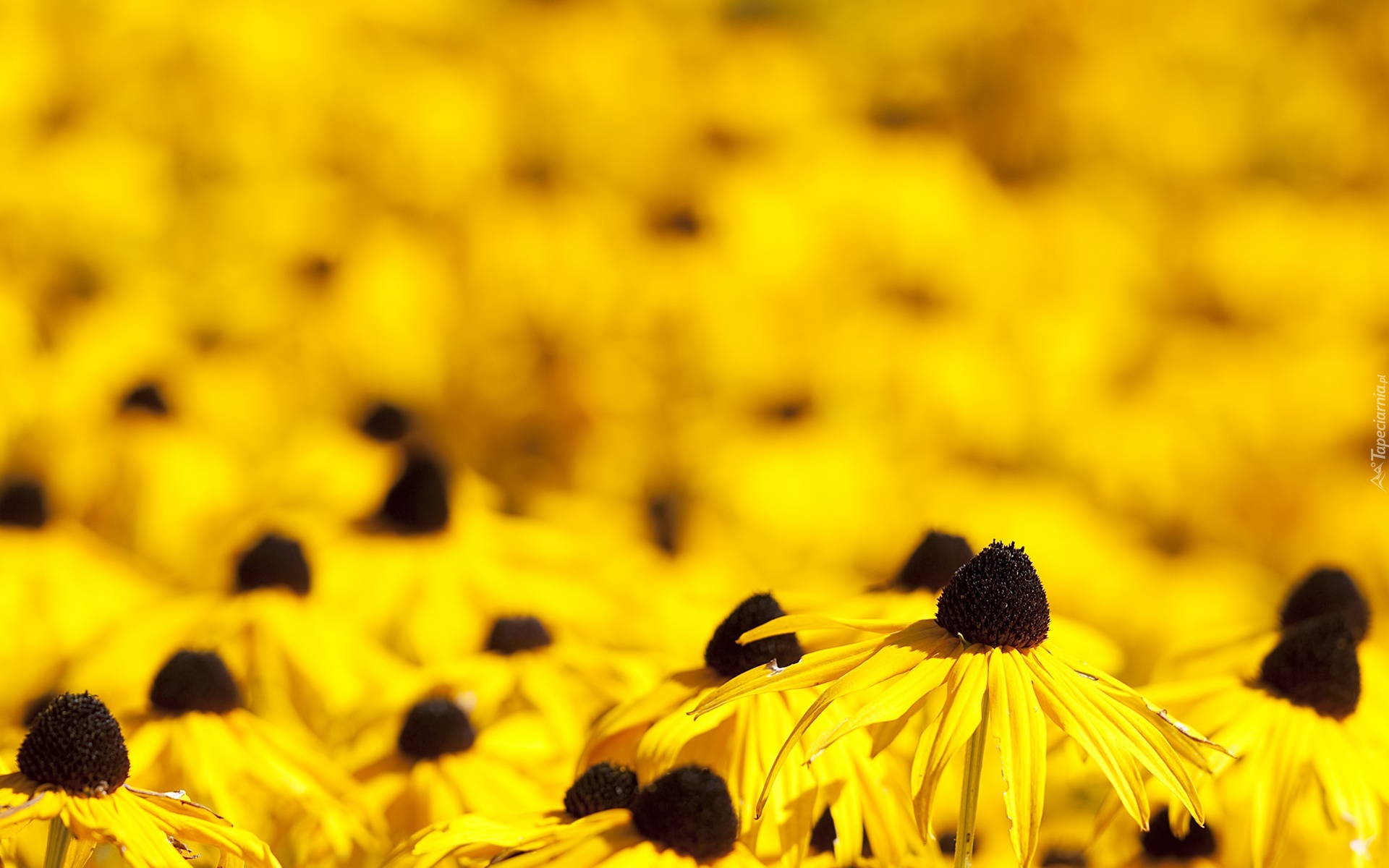 Rudbekia, Błyskotliwa