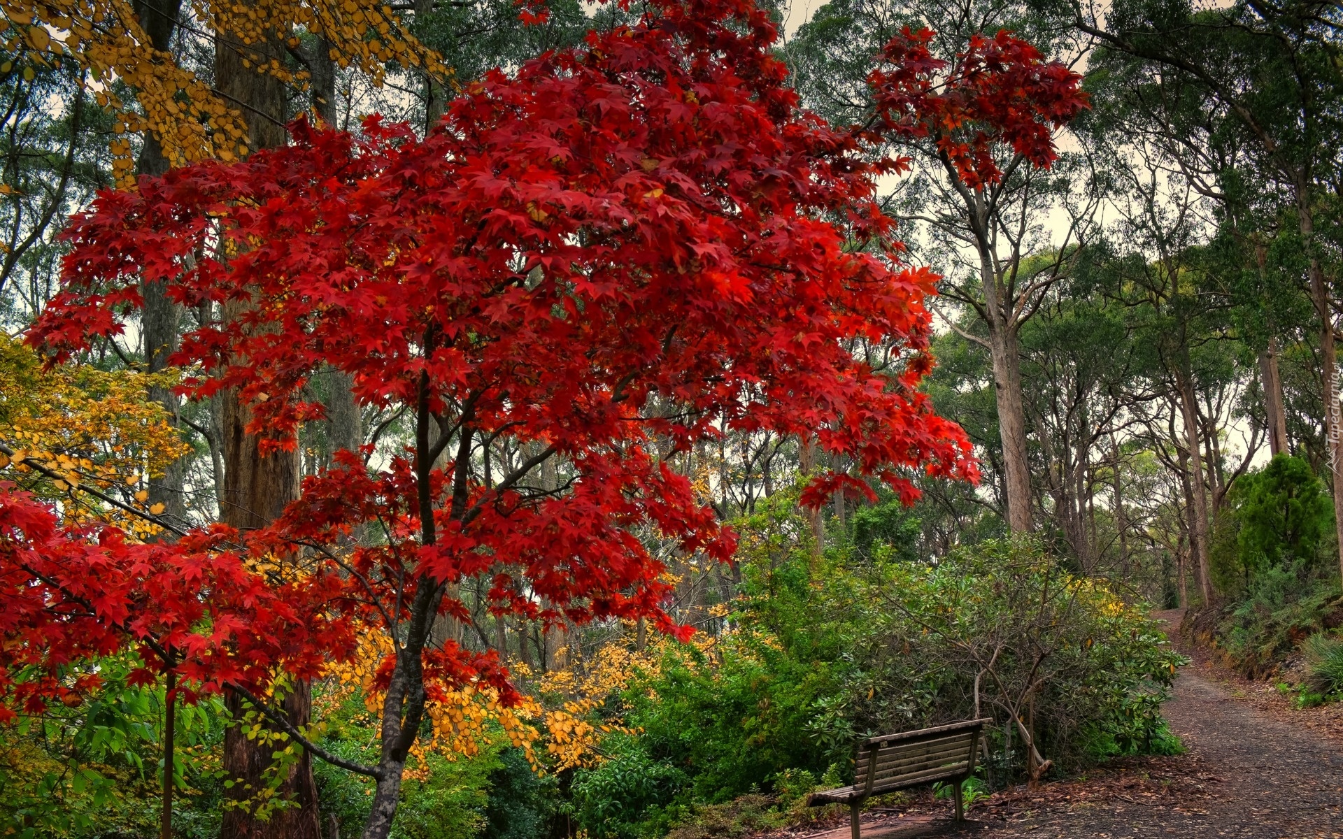 Park, Ławka, Jesień