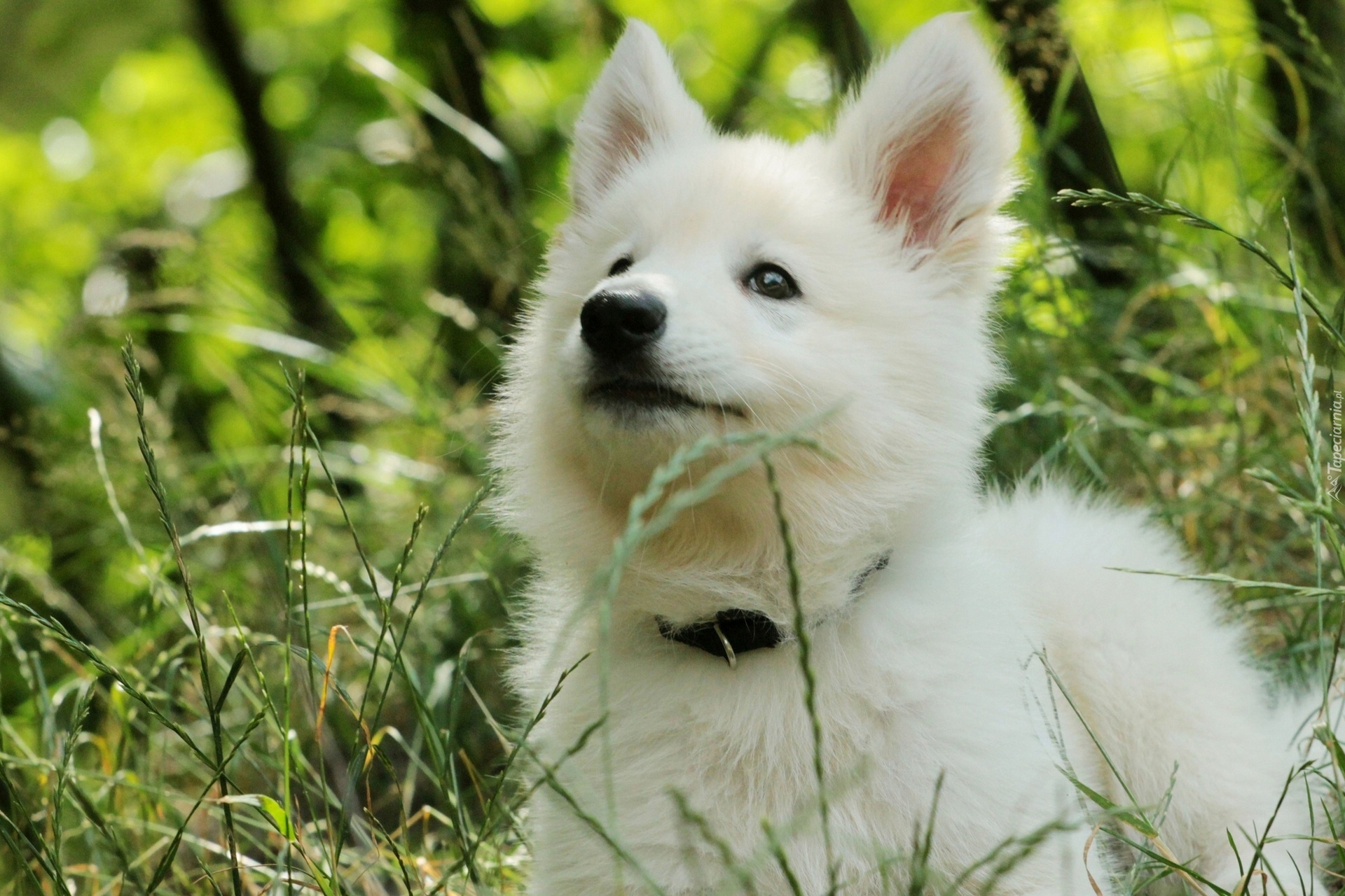 Samojed, Szczeniak, Łąka, Trawa