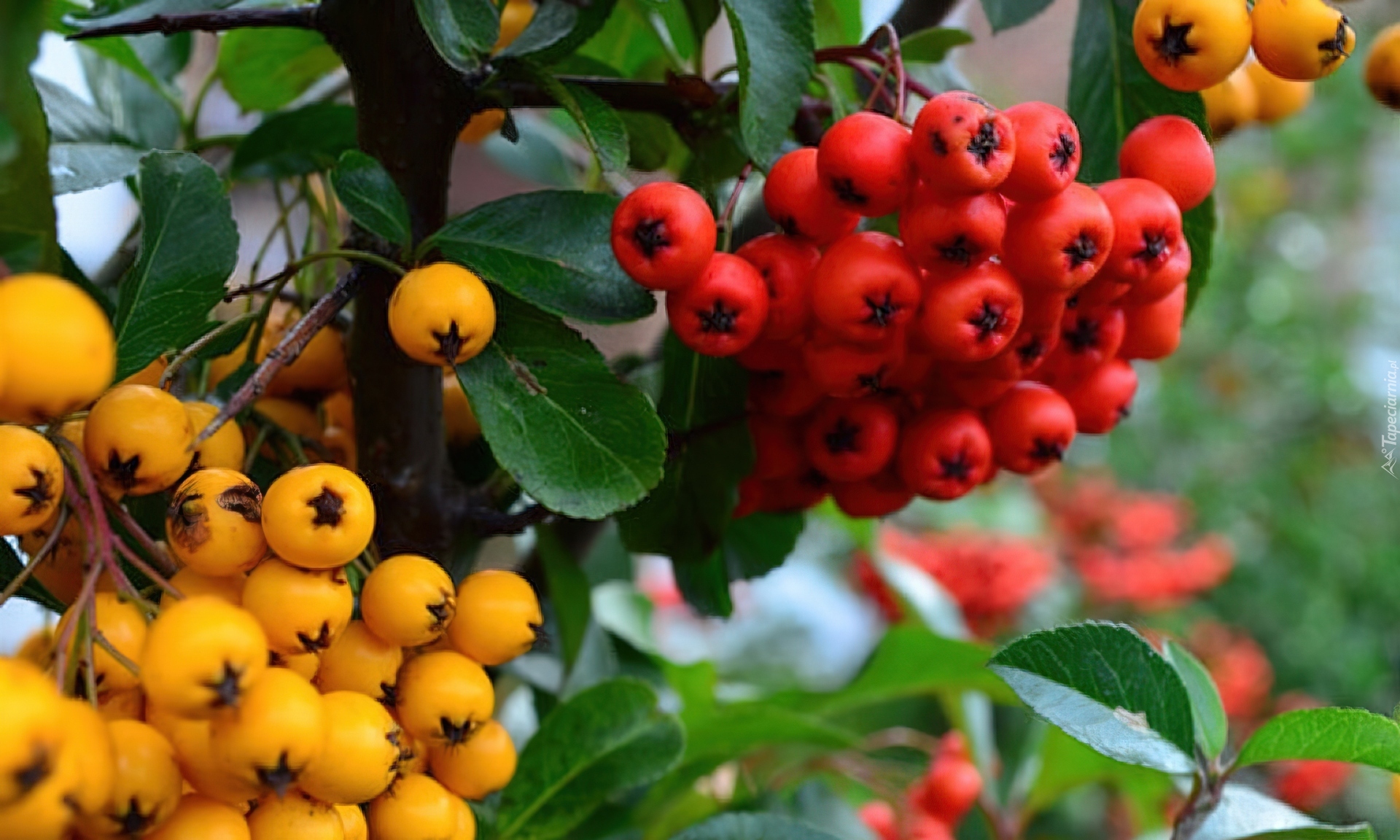 Żółta, Czerwona, Pyracantha, Ognik