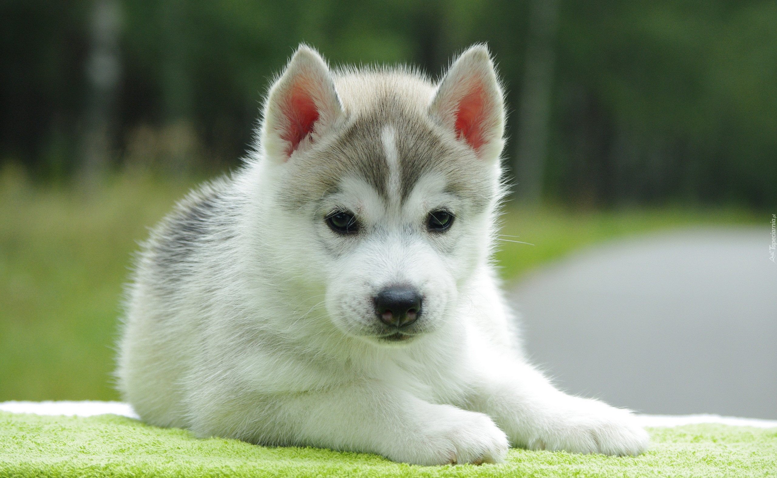 Szczeniak, Husky