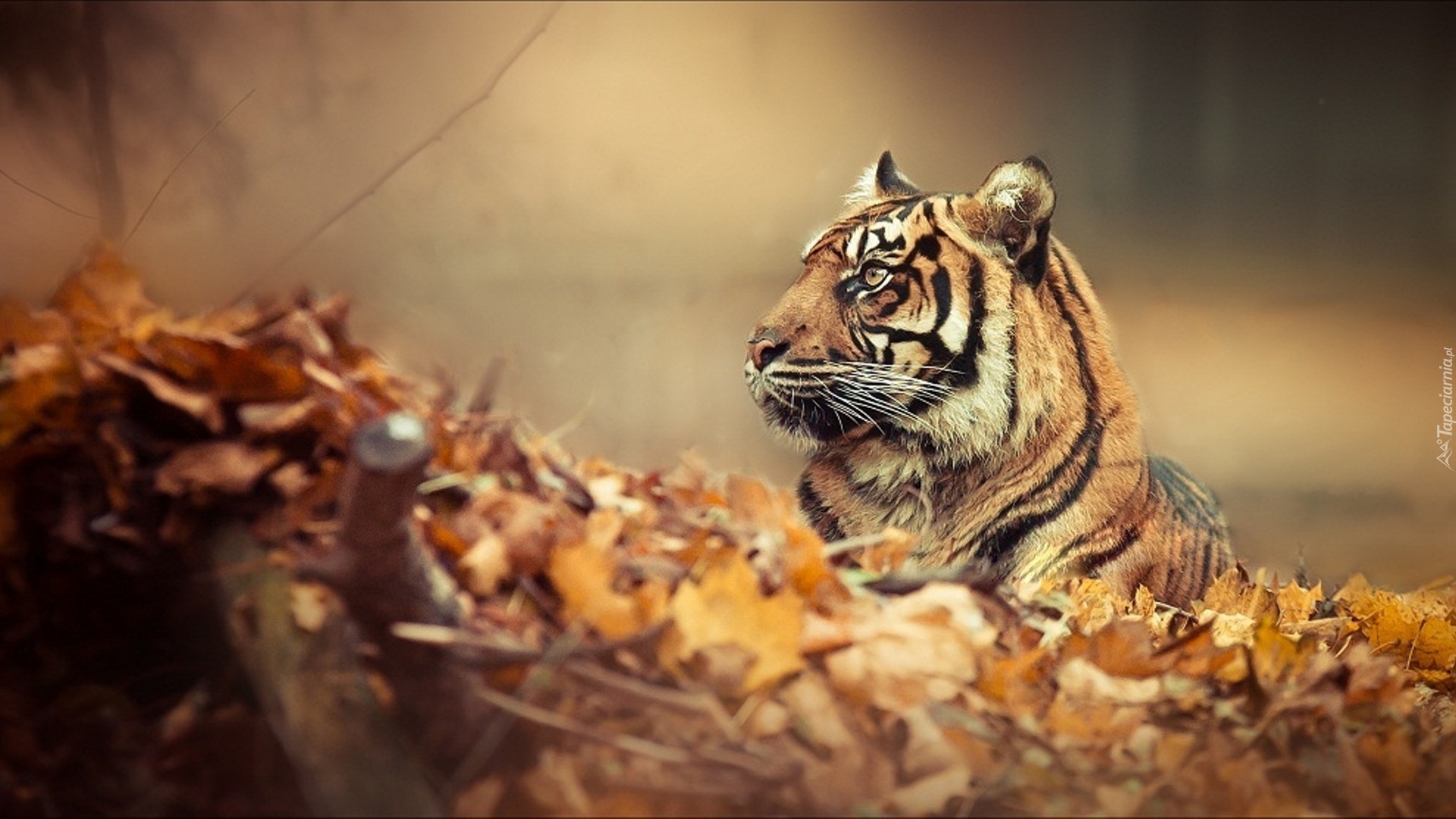 Tygrys, Liście, Jesień