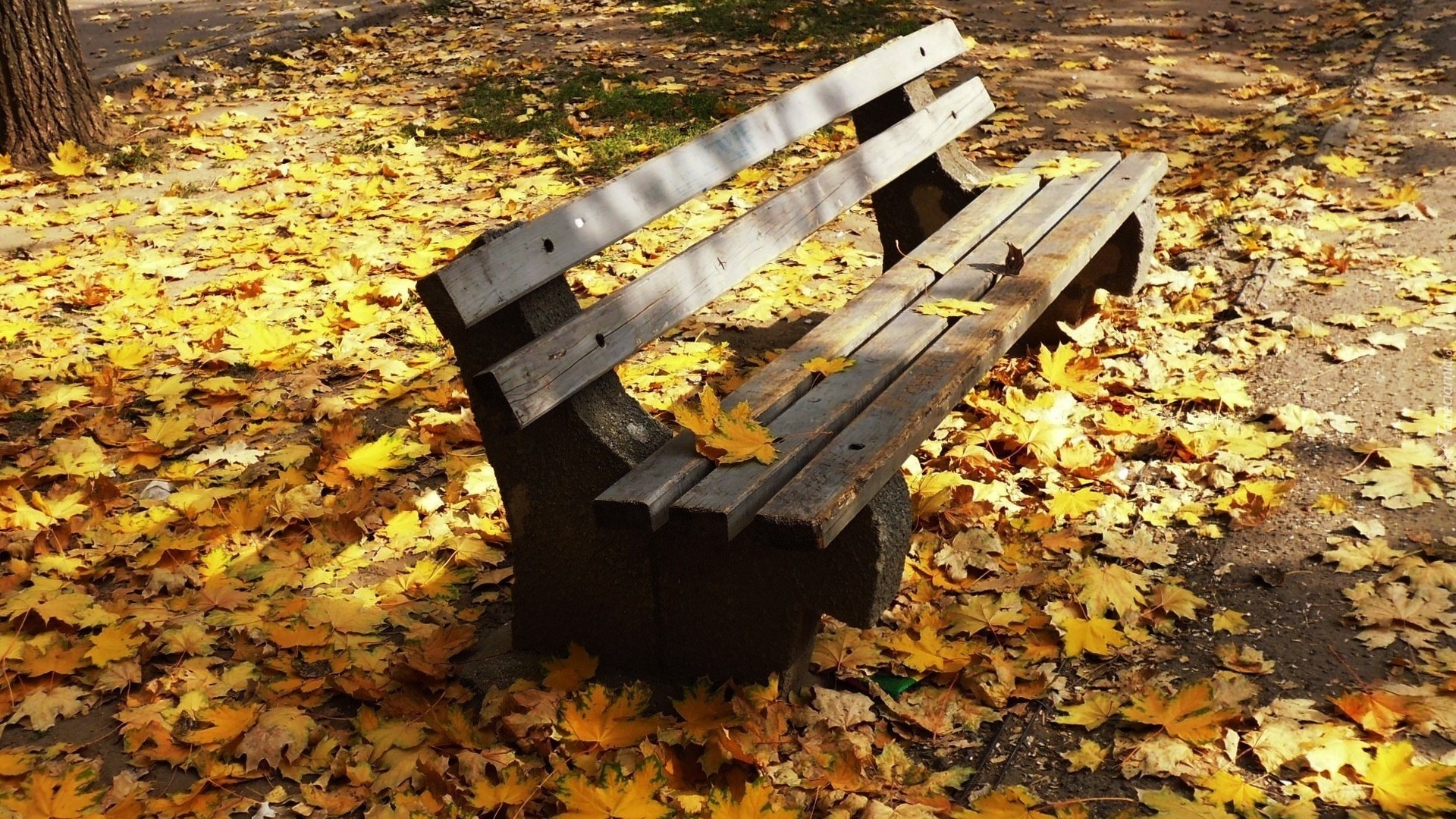 Park, Ławka, Jesienne, Liście