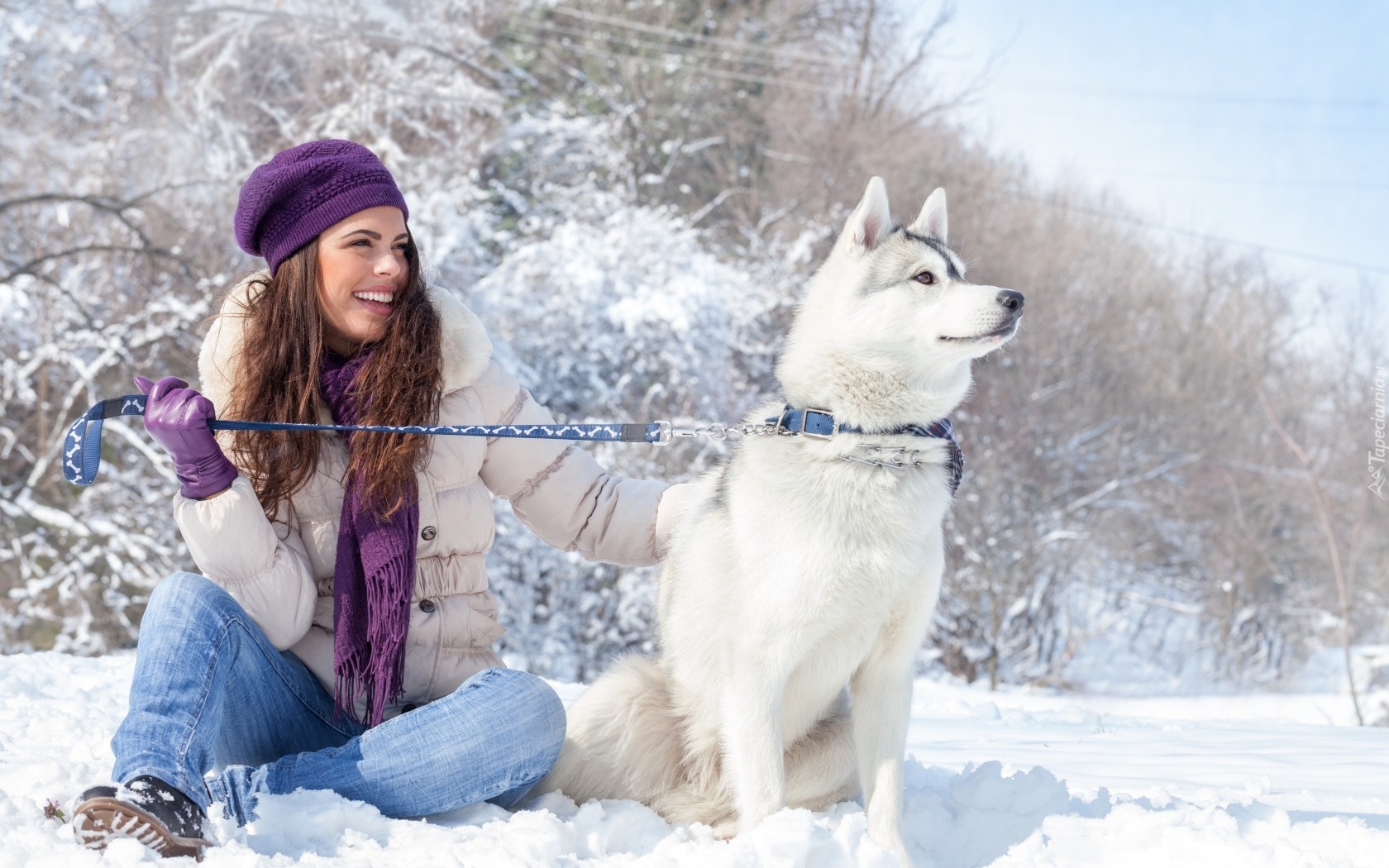 Siberian Husky, Brunetka, Zima, Śnieg