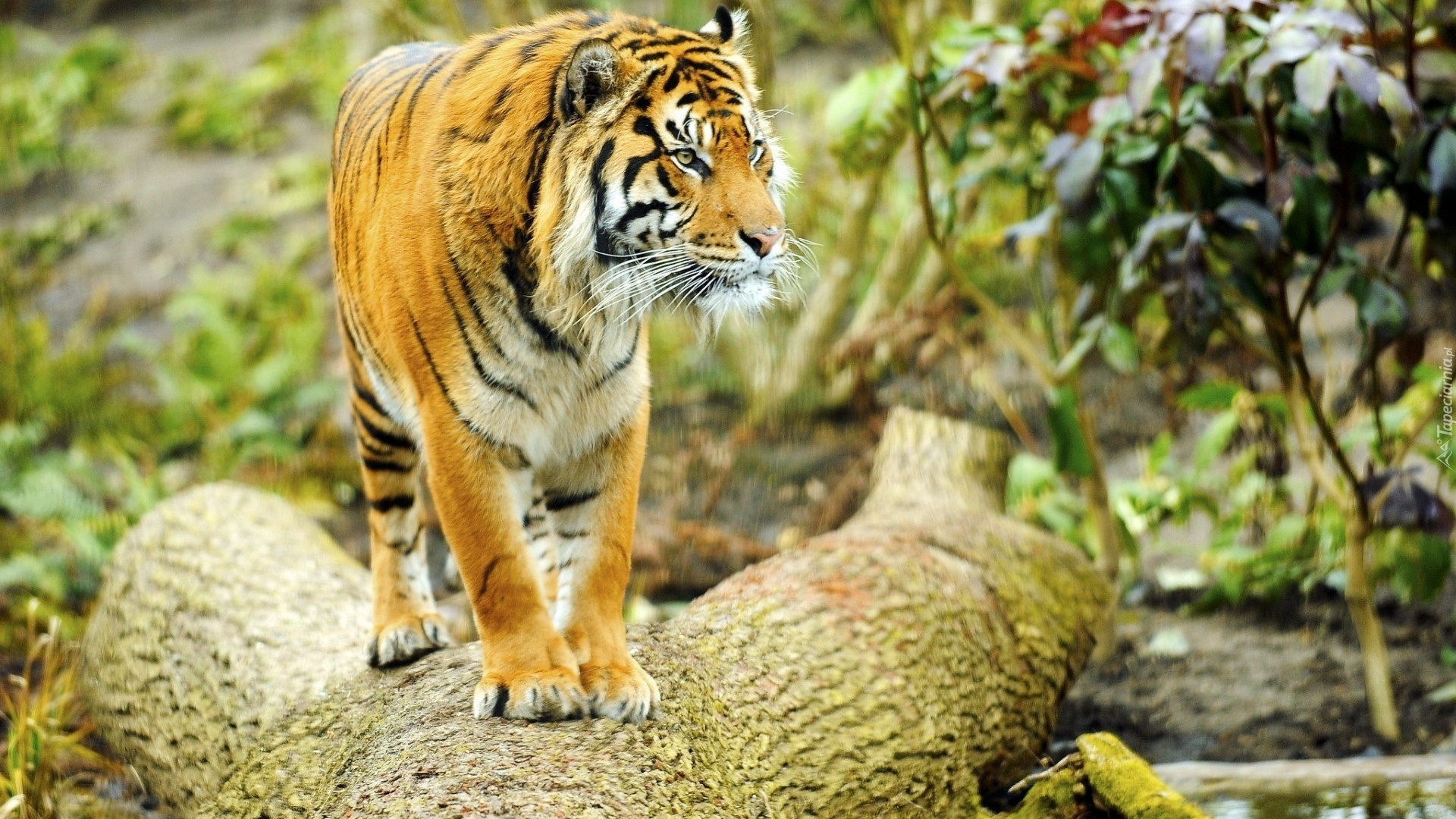 Tygrys, Kłoda