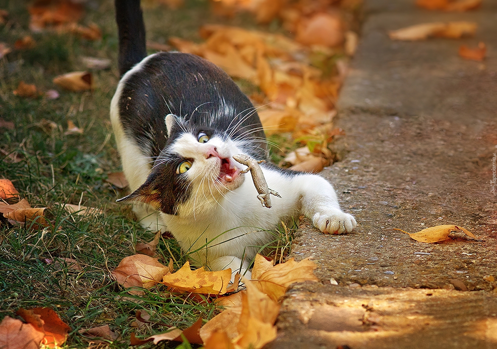 Кошка ест птицу. Животные осенью. Кот осень. Смешные животные. Про осень прикольные.