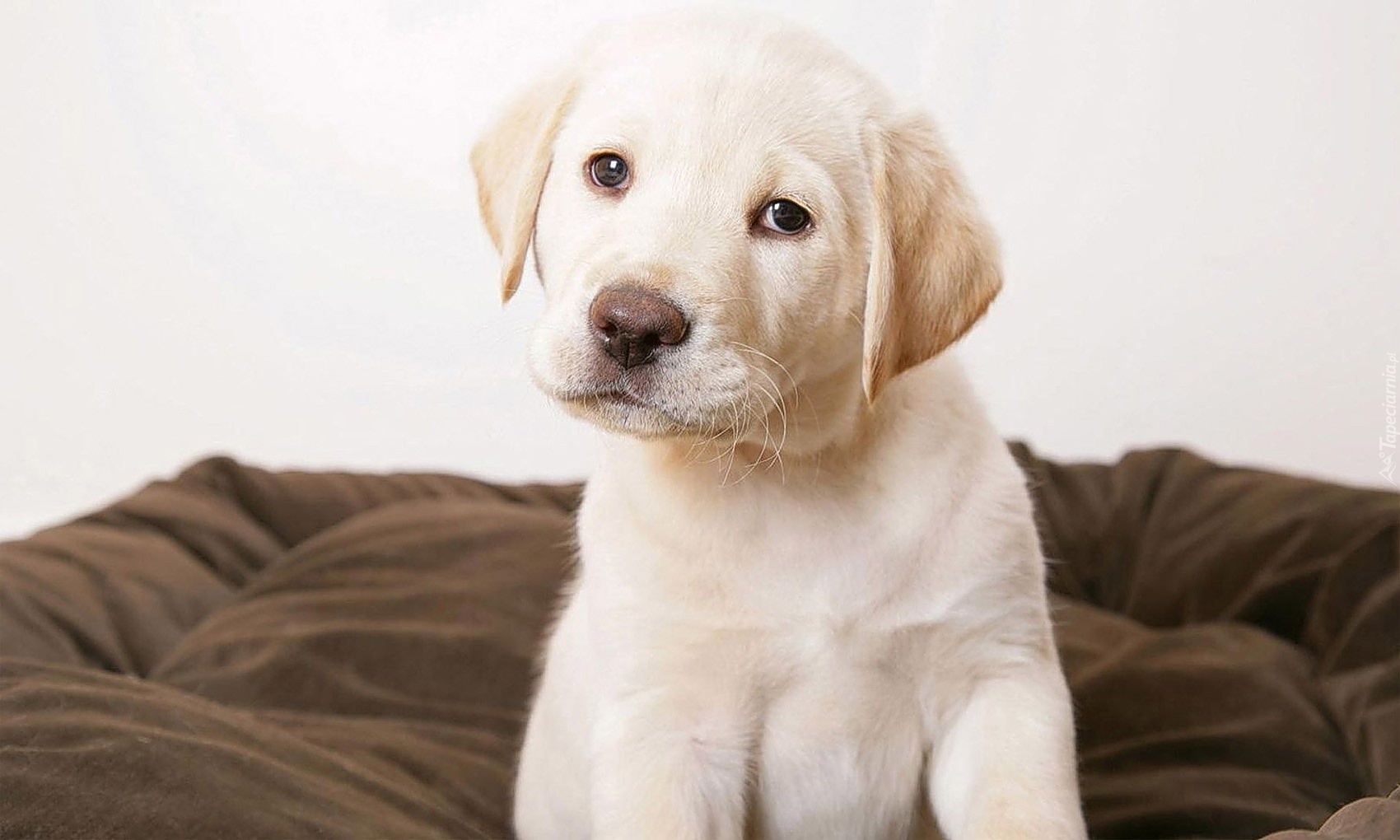 Labrador Retriever, Szczeniak