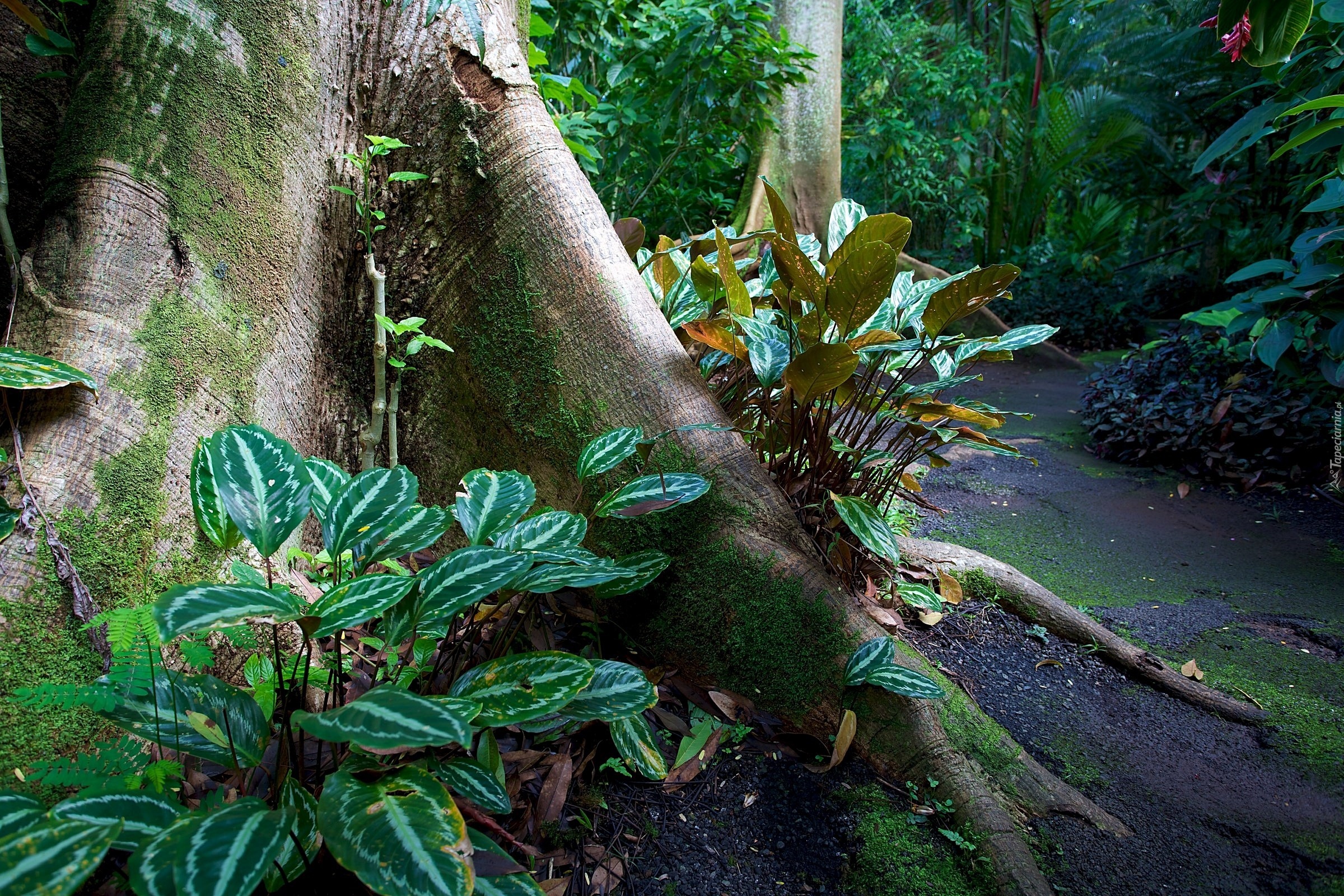 Ogród Botaniczny, Hawaje, USA