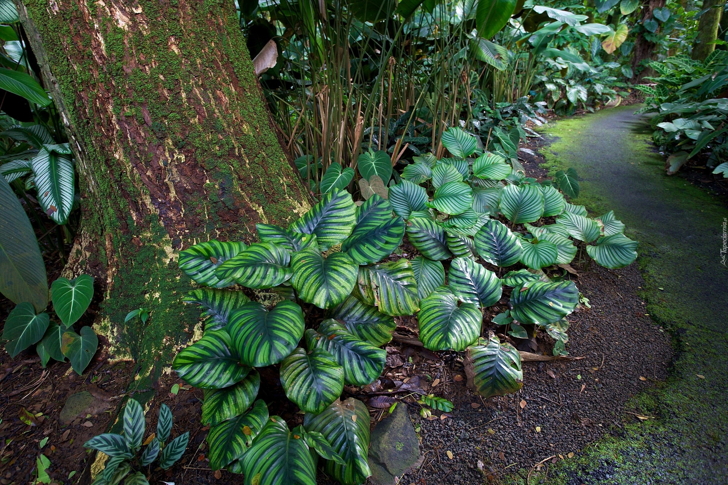 Hawaje, Tropikalny, Ogród Botaniczny, Rośliny