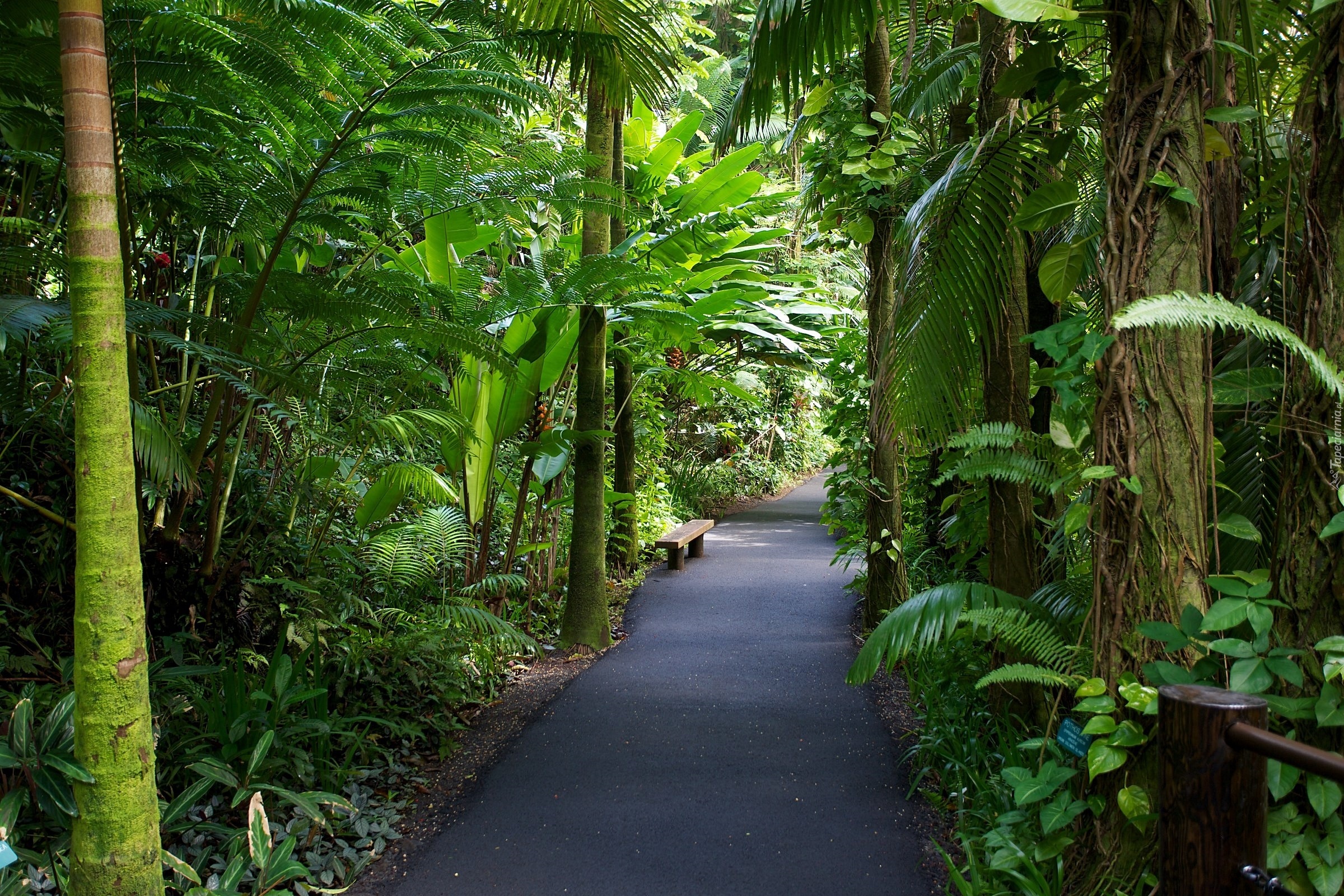 Hawaje, Tropikalny, Ogród Botaniczny, Aleja