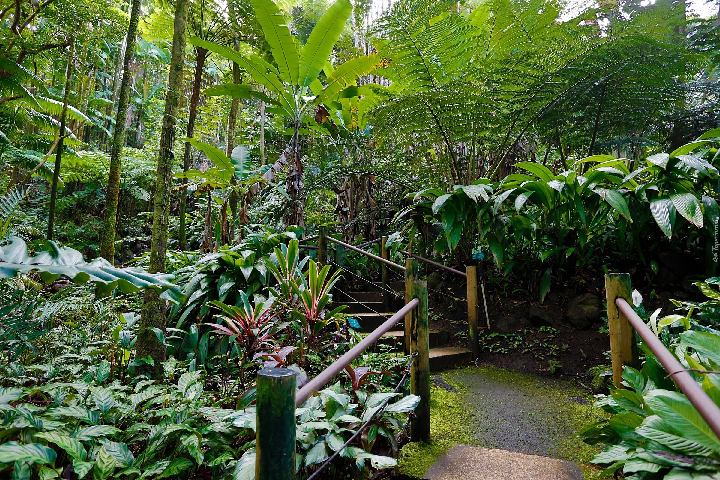 Hawaje, Tropikalny, Ogród Botaniczny, Schodki