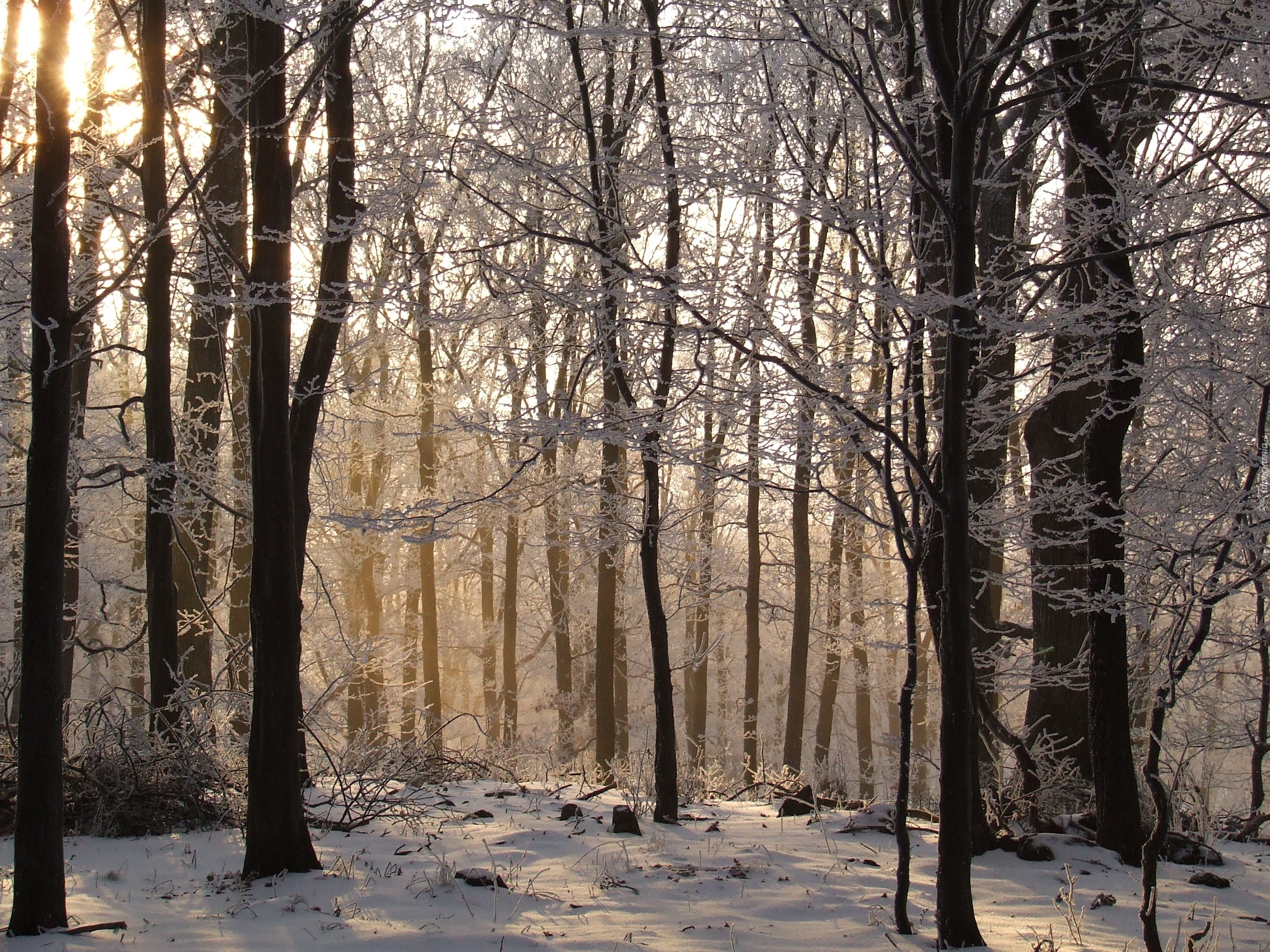 Zima, Las, Śnieg