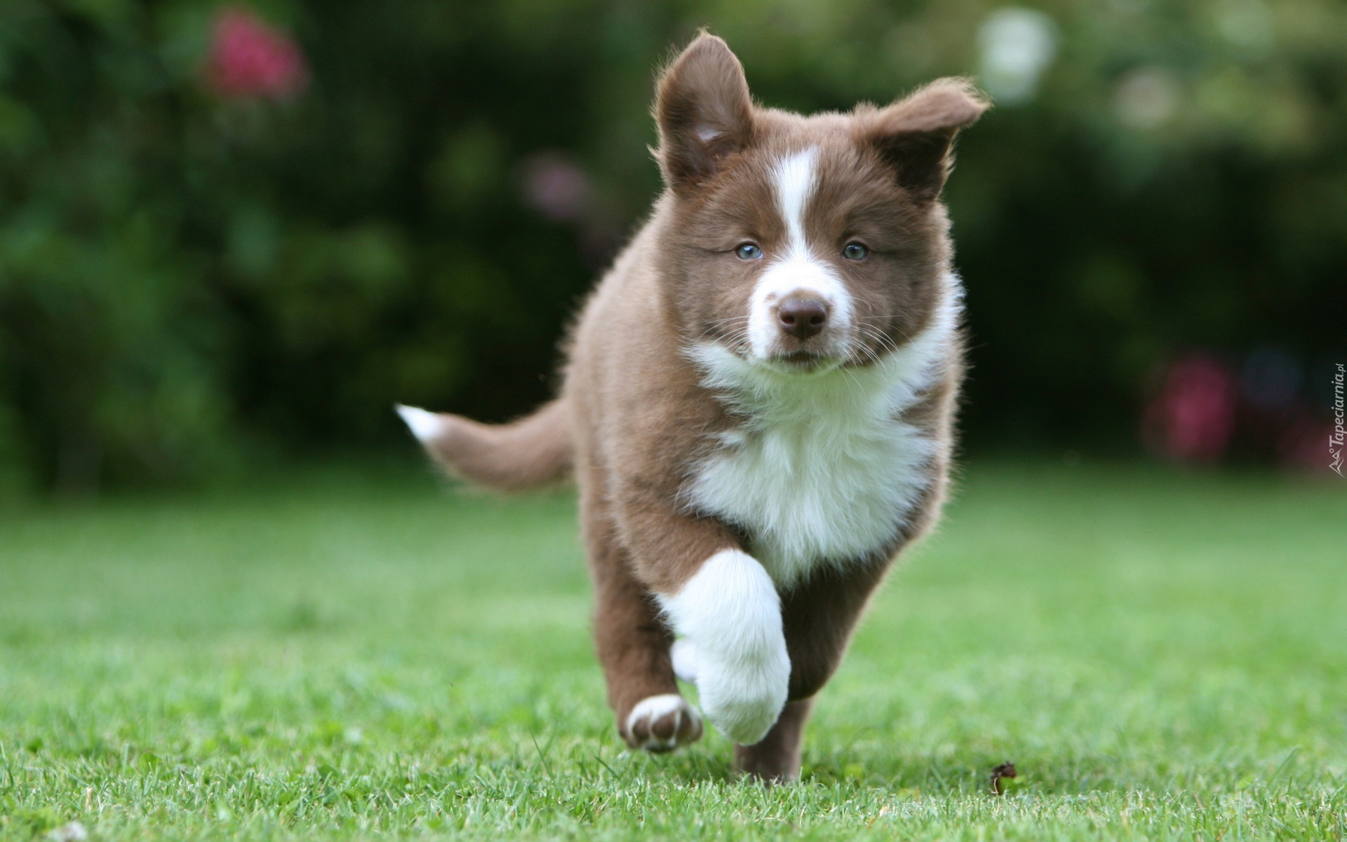 Border, Collie, Park