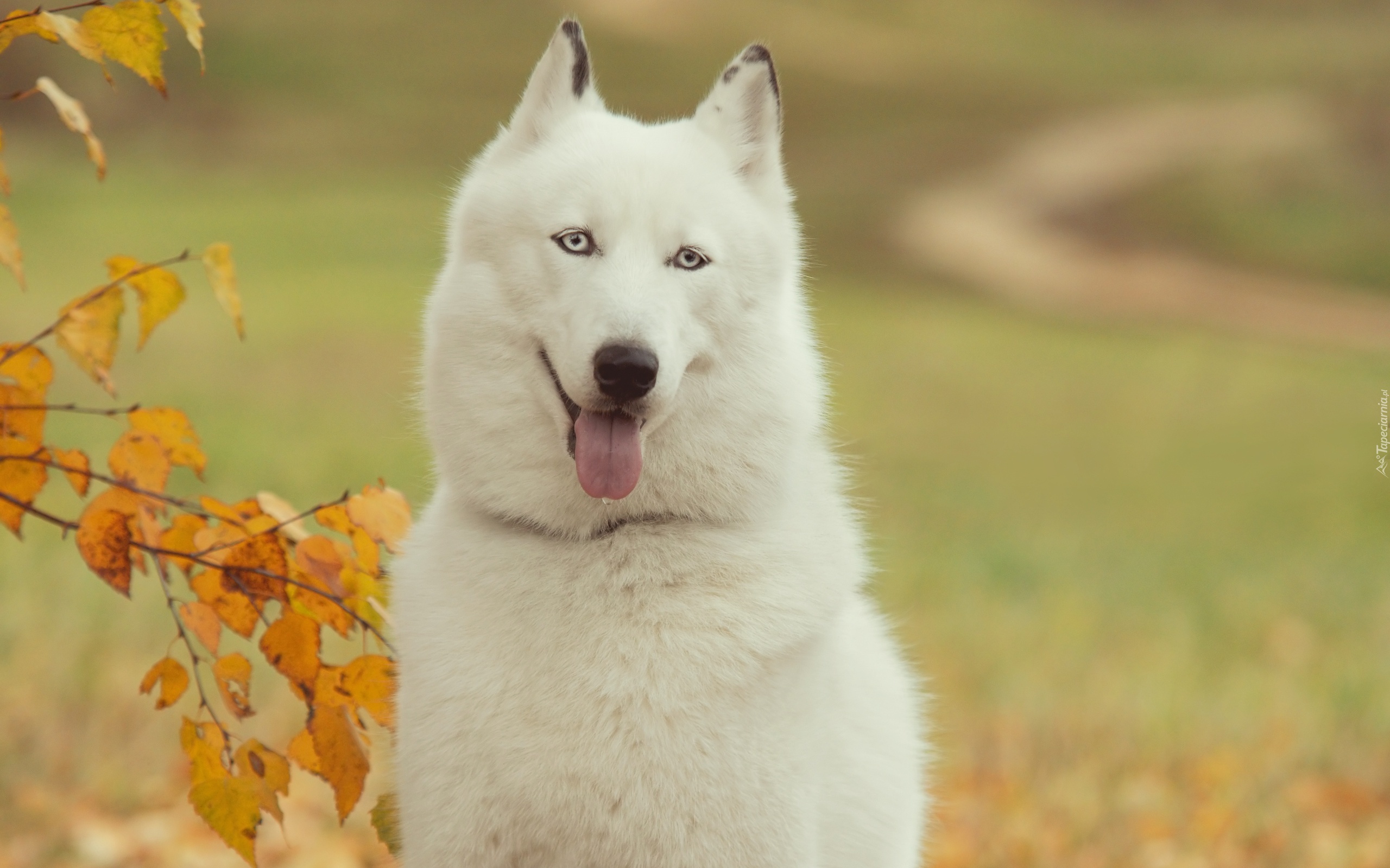 Siberian husky, Drzewo, Jesień