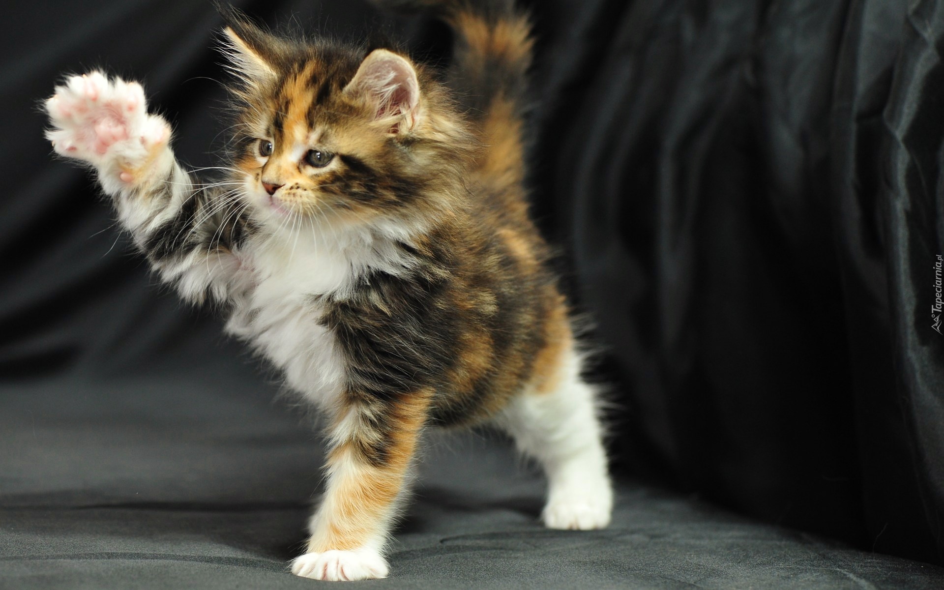 Maine Coon, Łapki