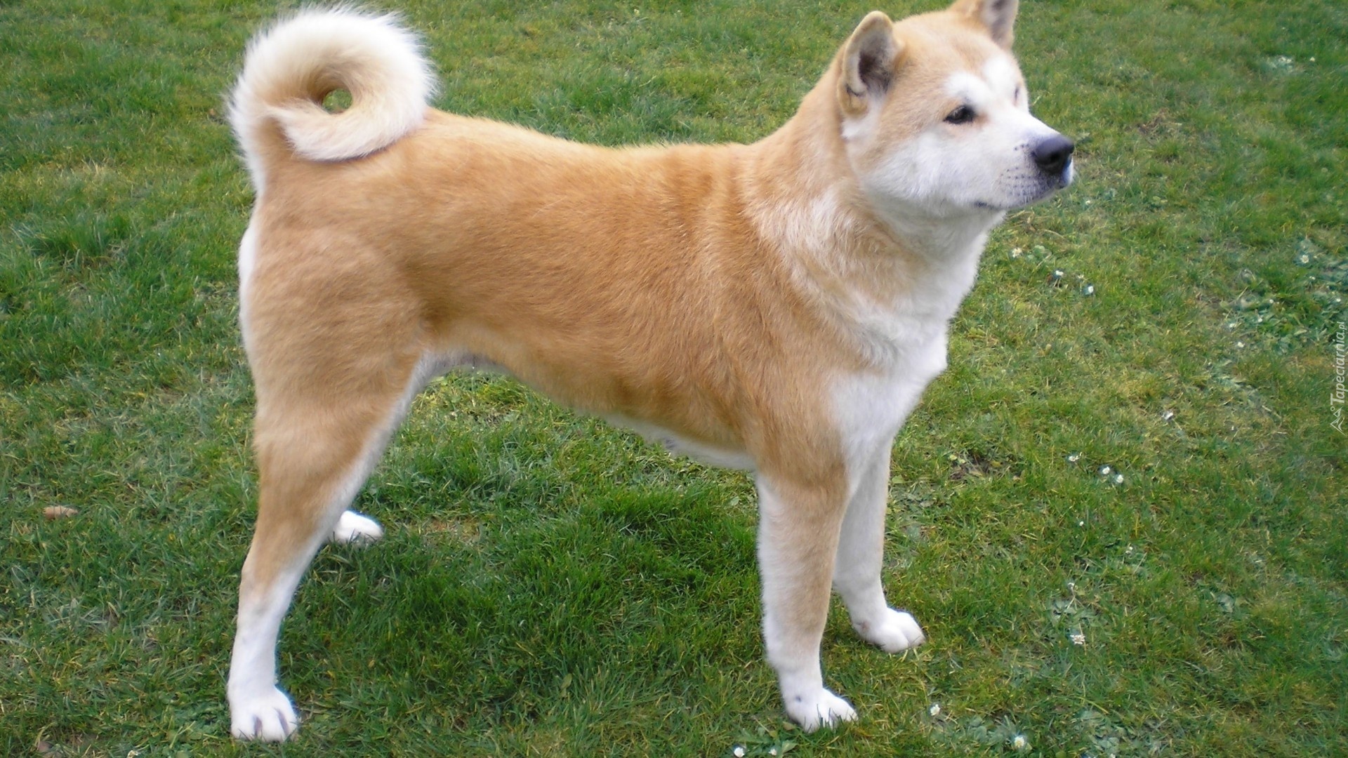 Akita, Inu, Trawa