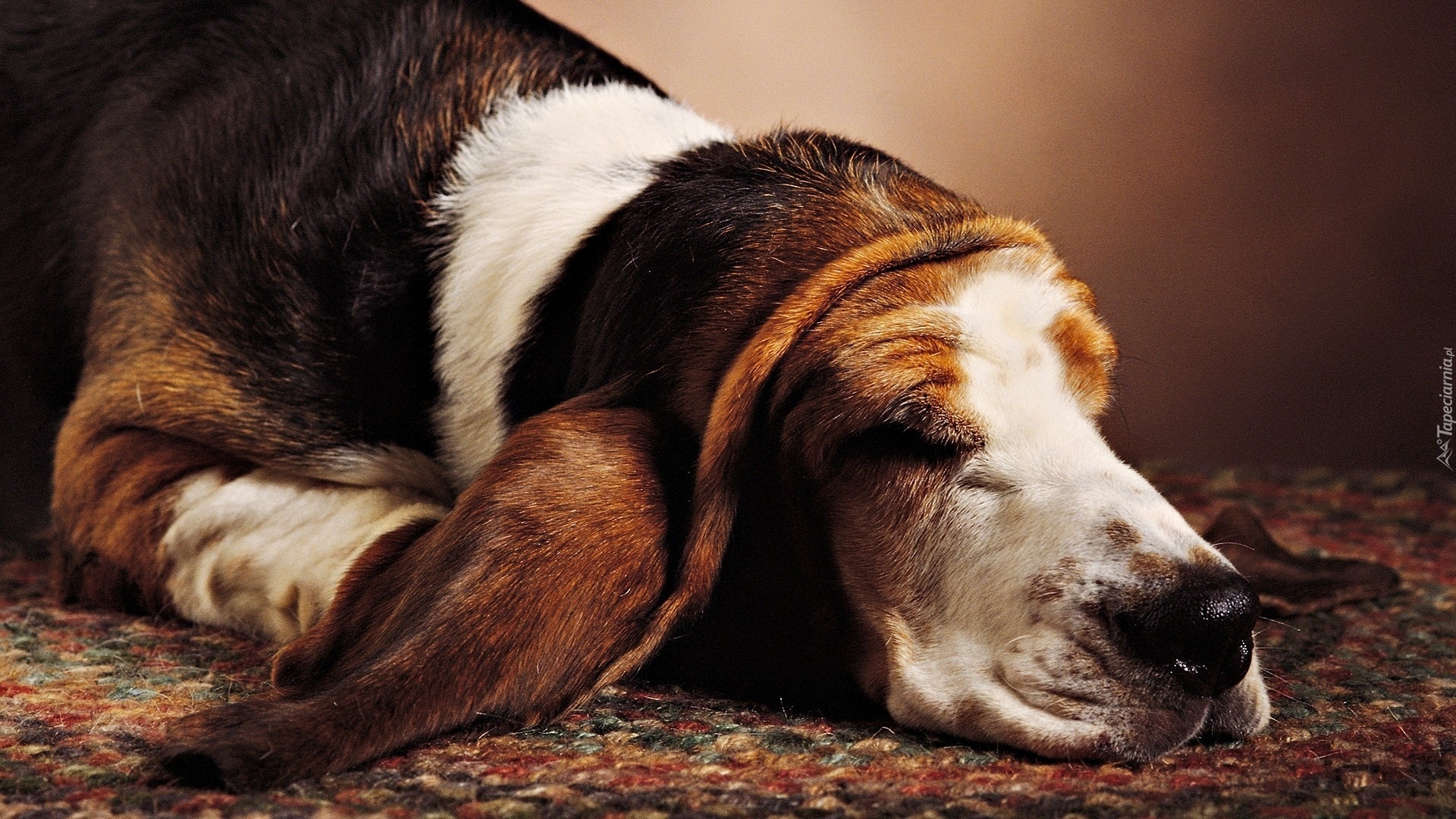 Basset