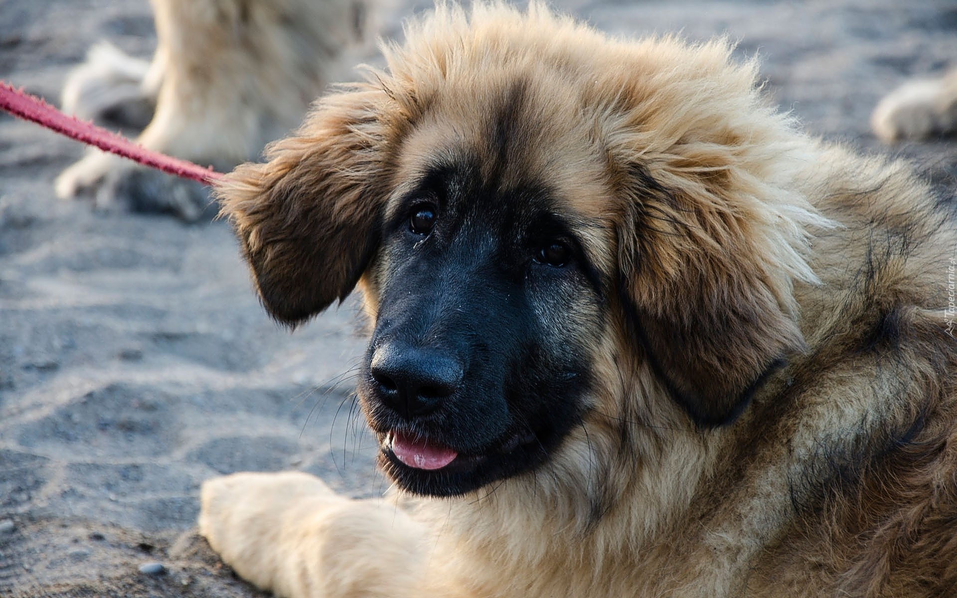 Szczeniak, Smycz, Leonberger