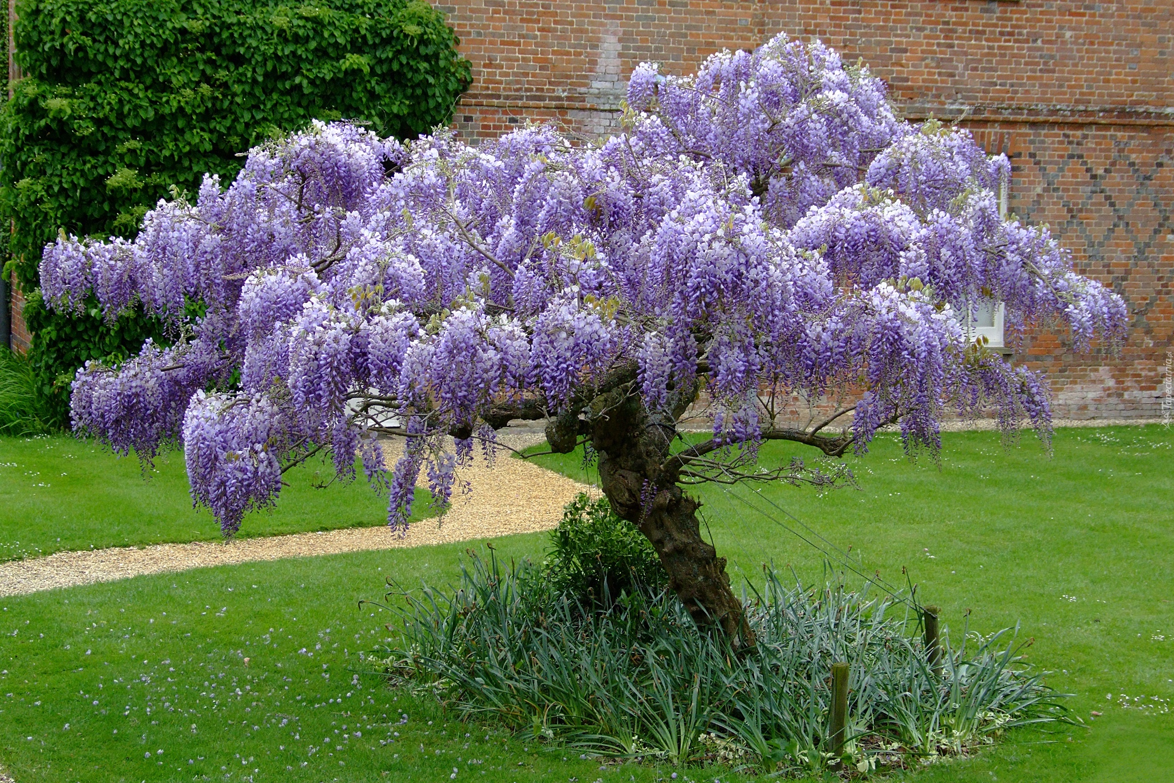 Ogród, Wisteria