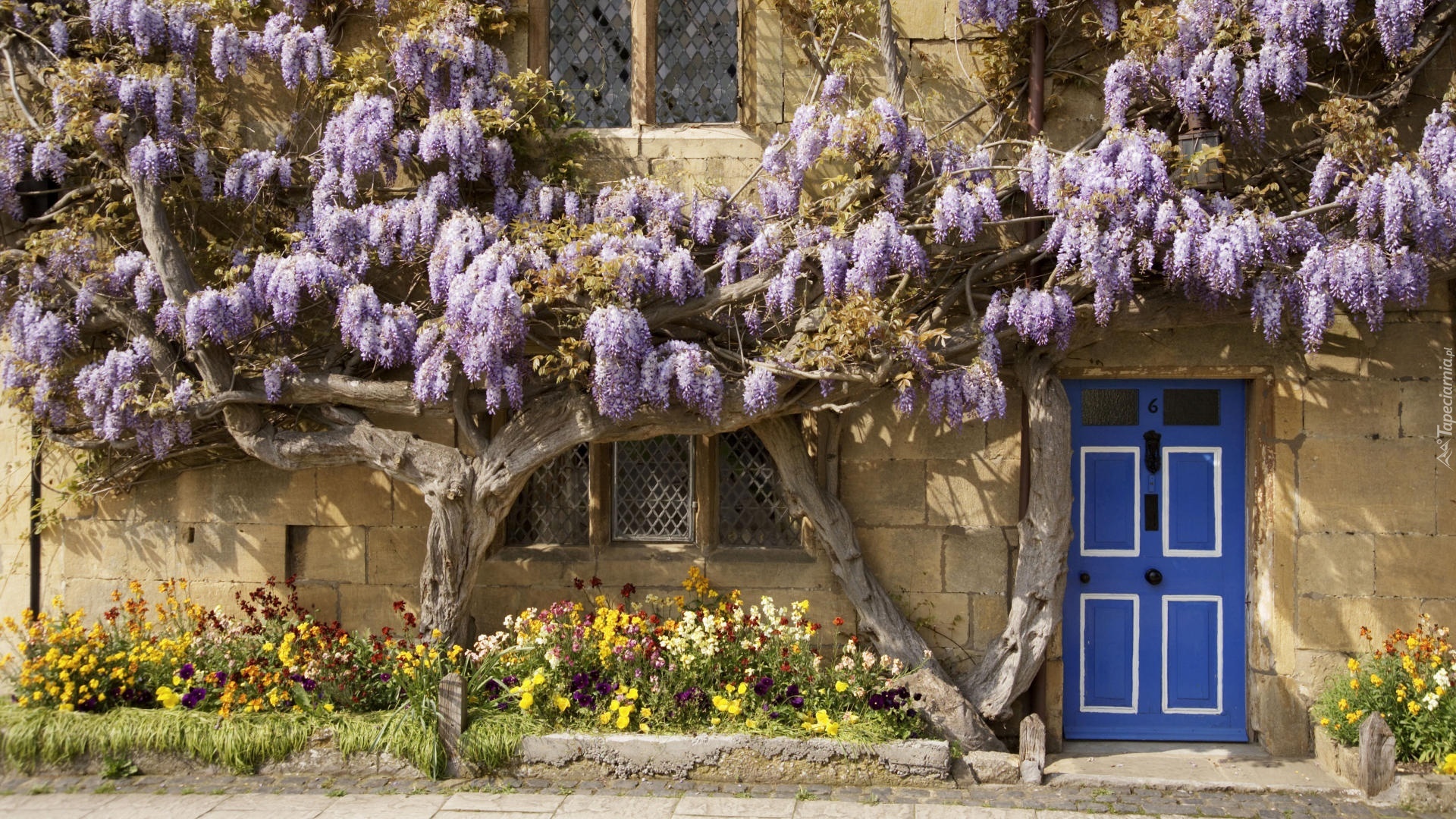 Dom, Kwiaty, Wisteria