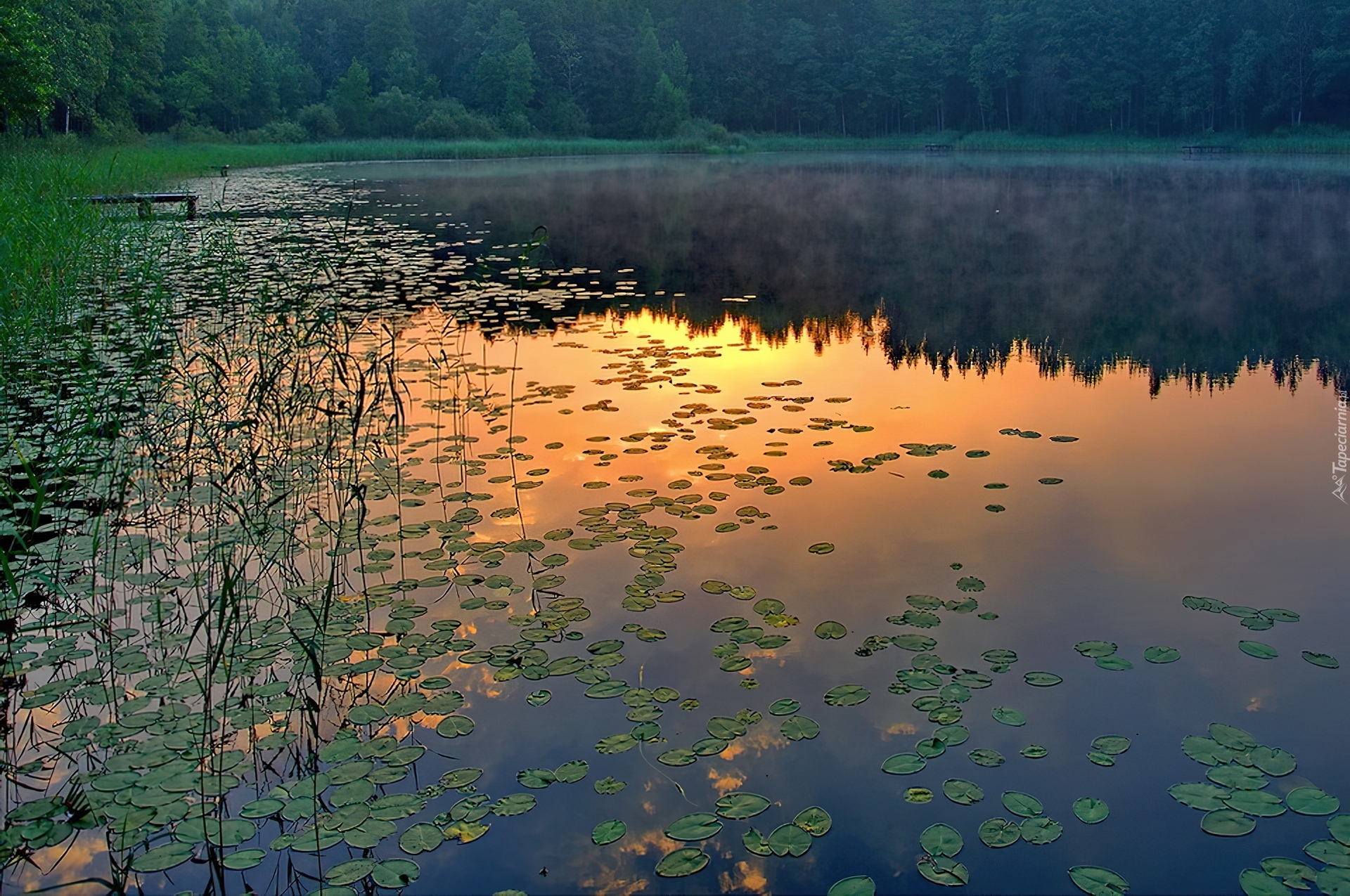 Jezioro, Las, Trawy, Liście, Zachód, Słońca, Odbicie