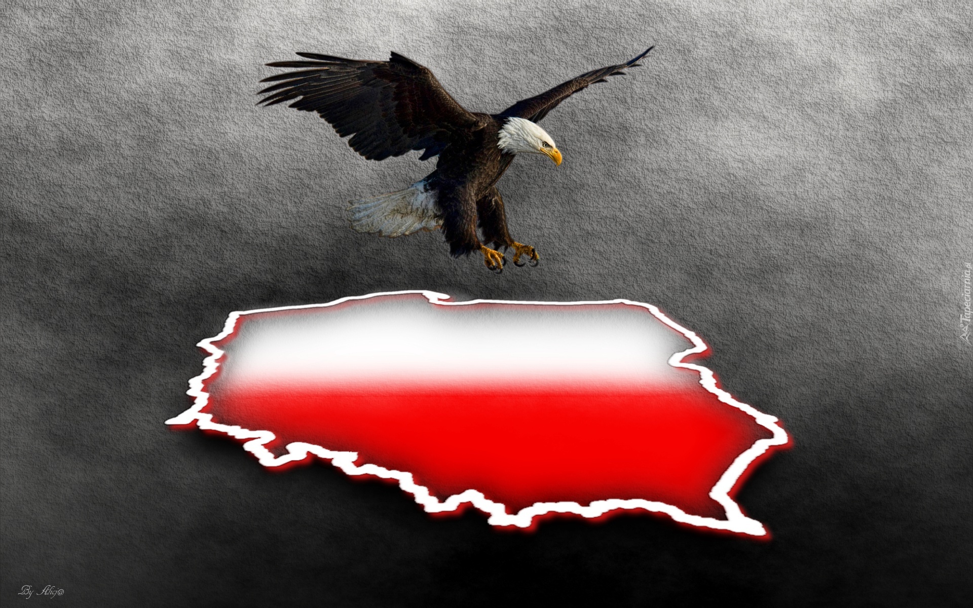 Orzeł, Bielik amerykański, Polska, Granice, Grafika