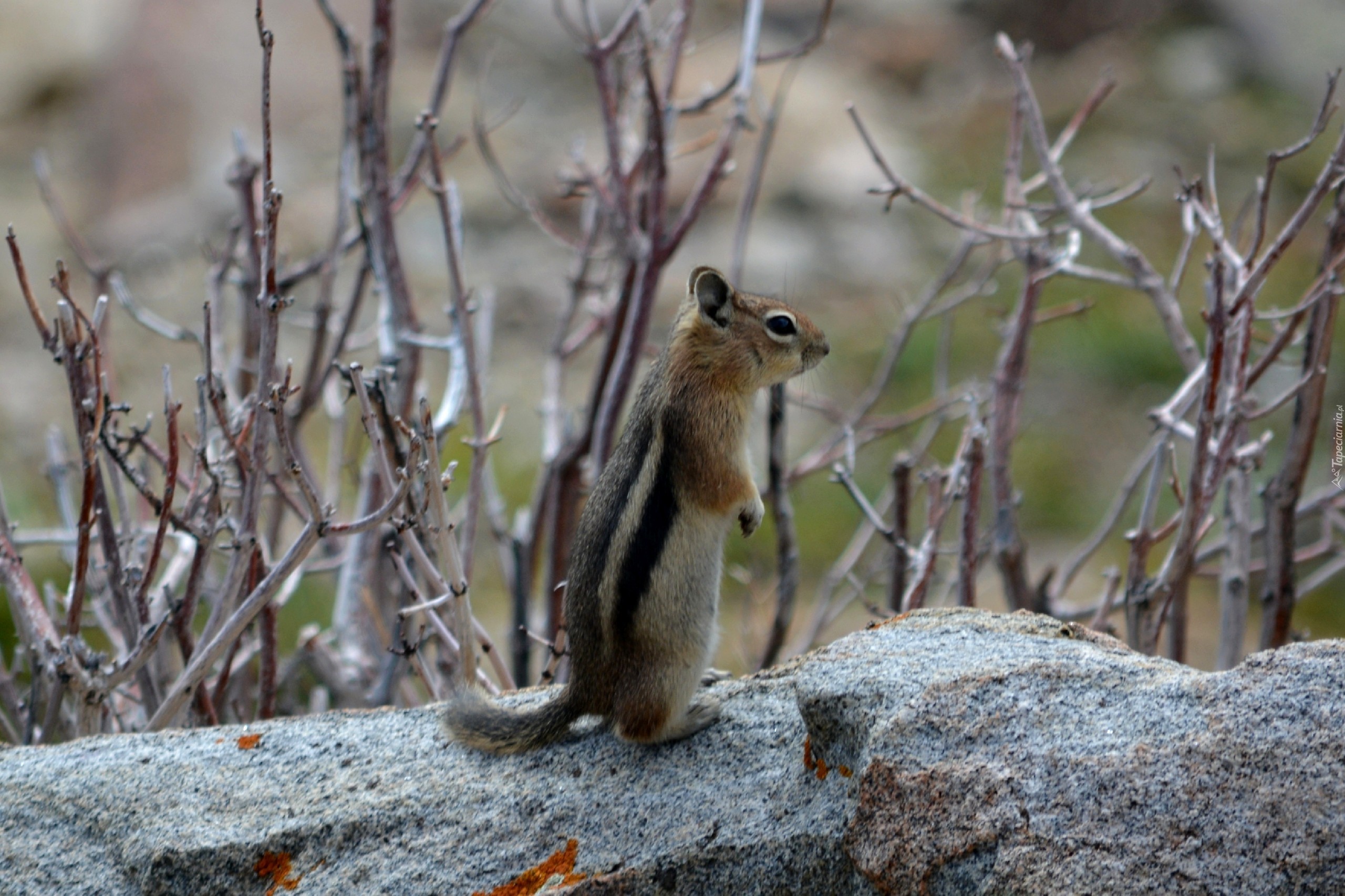 Chipmunk, Wiewiórka, Ziemna, Gałązki