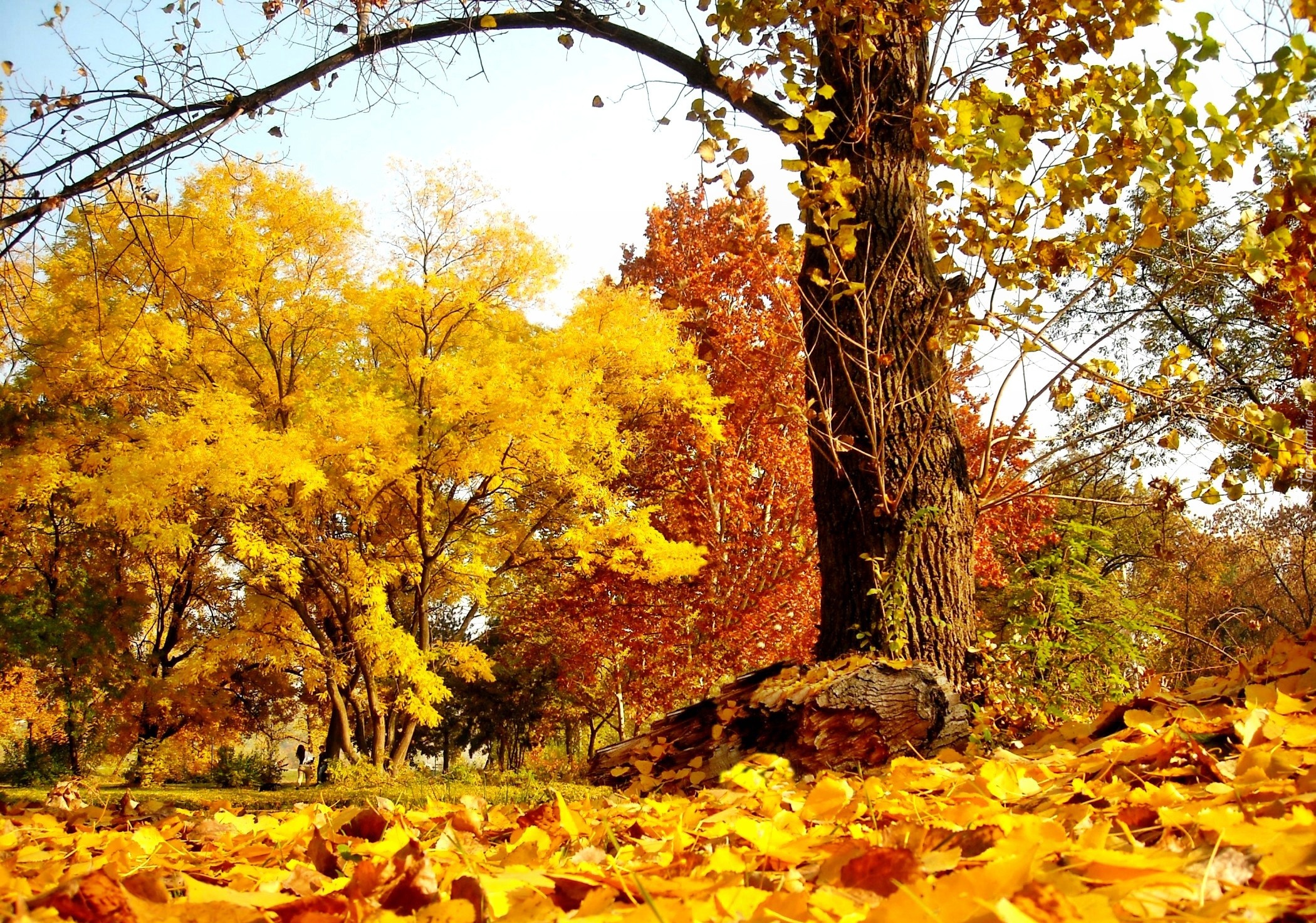 Park, Kolorowe, Drzewa, Liście, Jesień