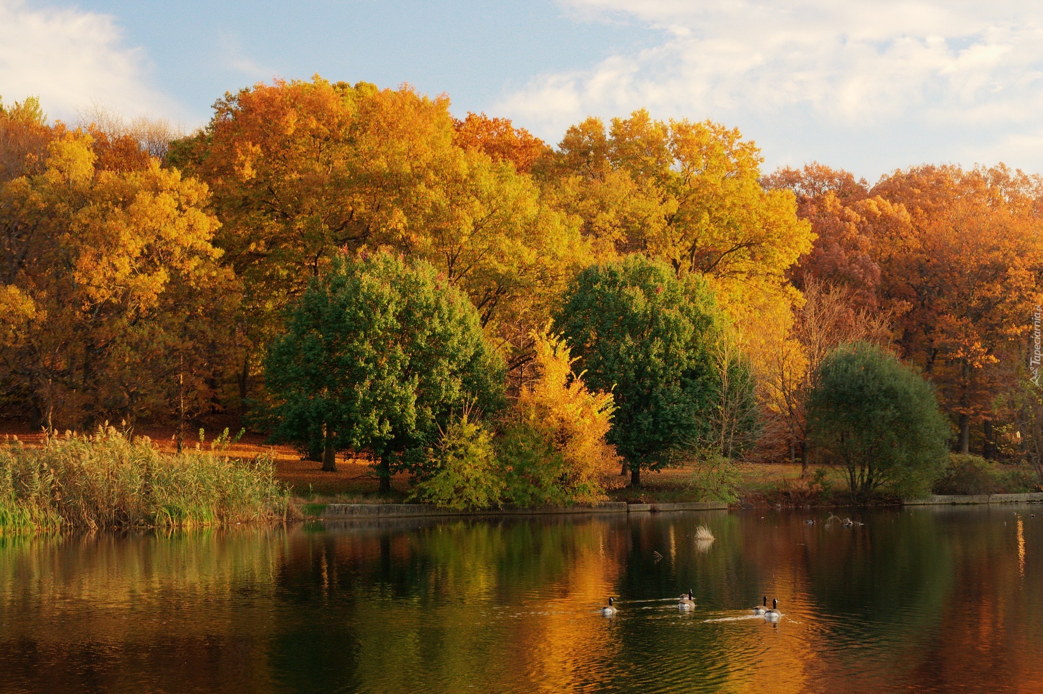 Jezioro, Kaczki, Park, Jesień