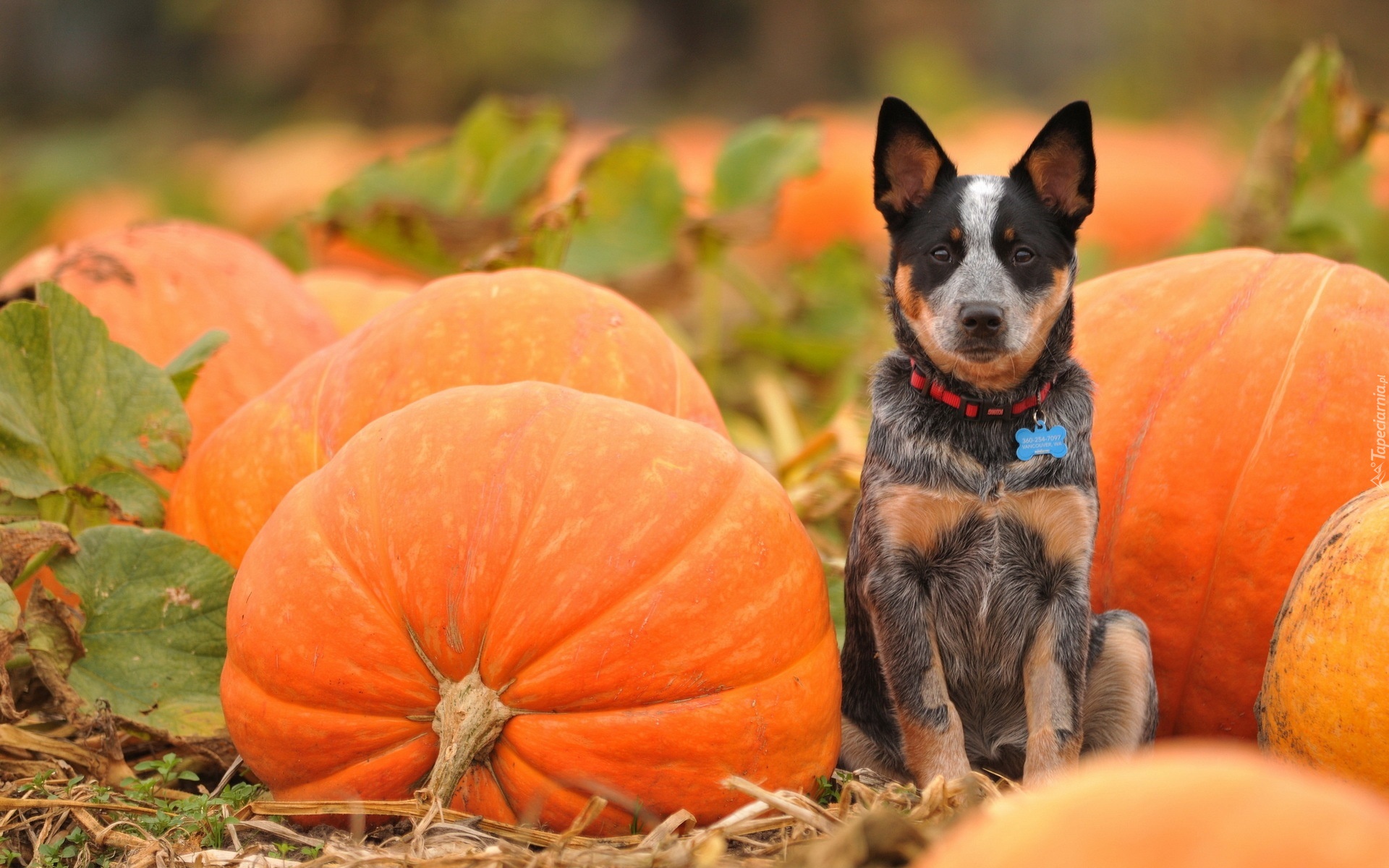 Australian Cattle Dog, Dynie