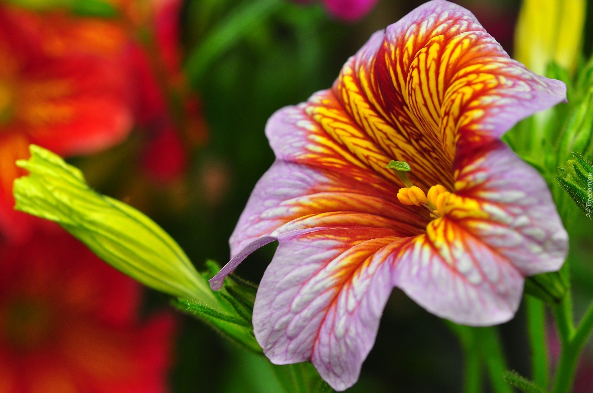 Kwiat, Salpiglossis