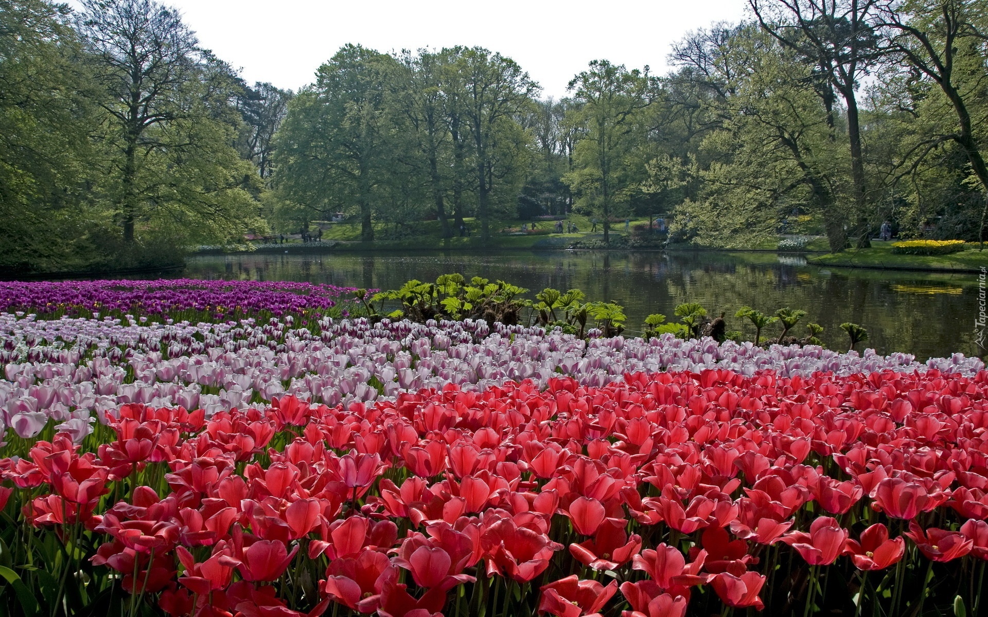 Park, Rzeka, Tulipany, Holandia