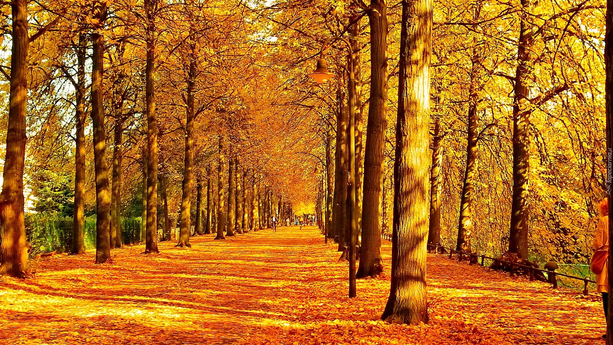 Jesień, Park, Aleja