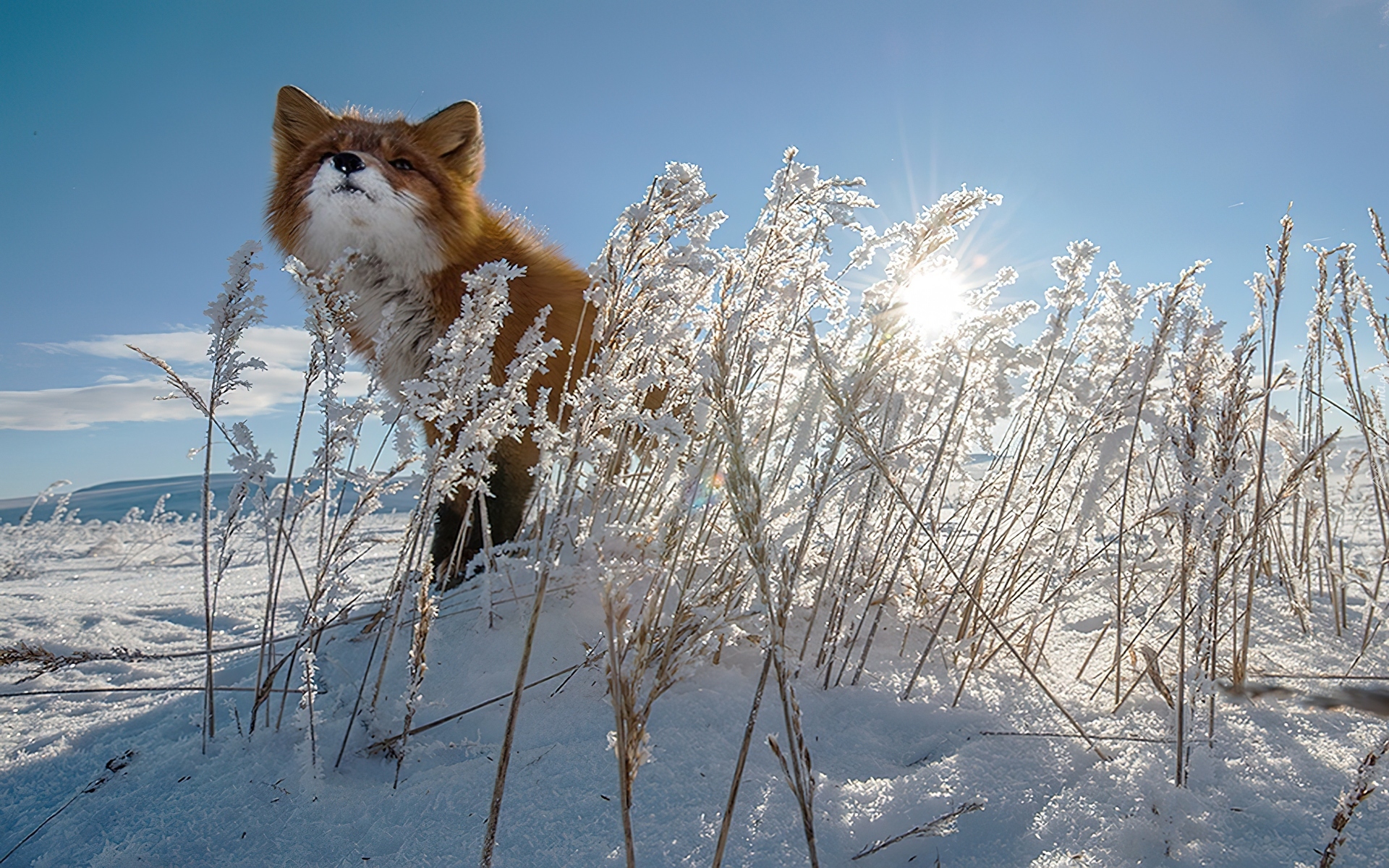 Утро природа февраль. Снежное утро. Зимние животные. Животные зимой.
