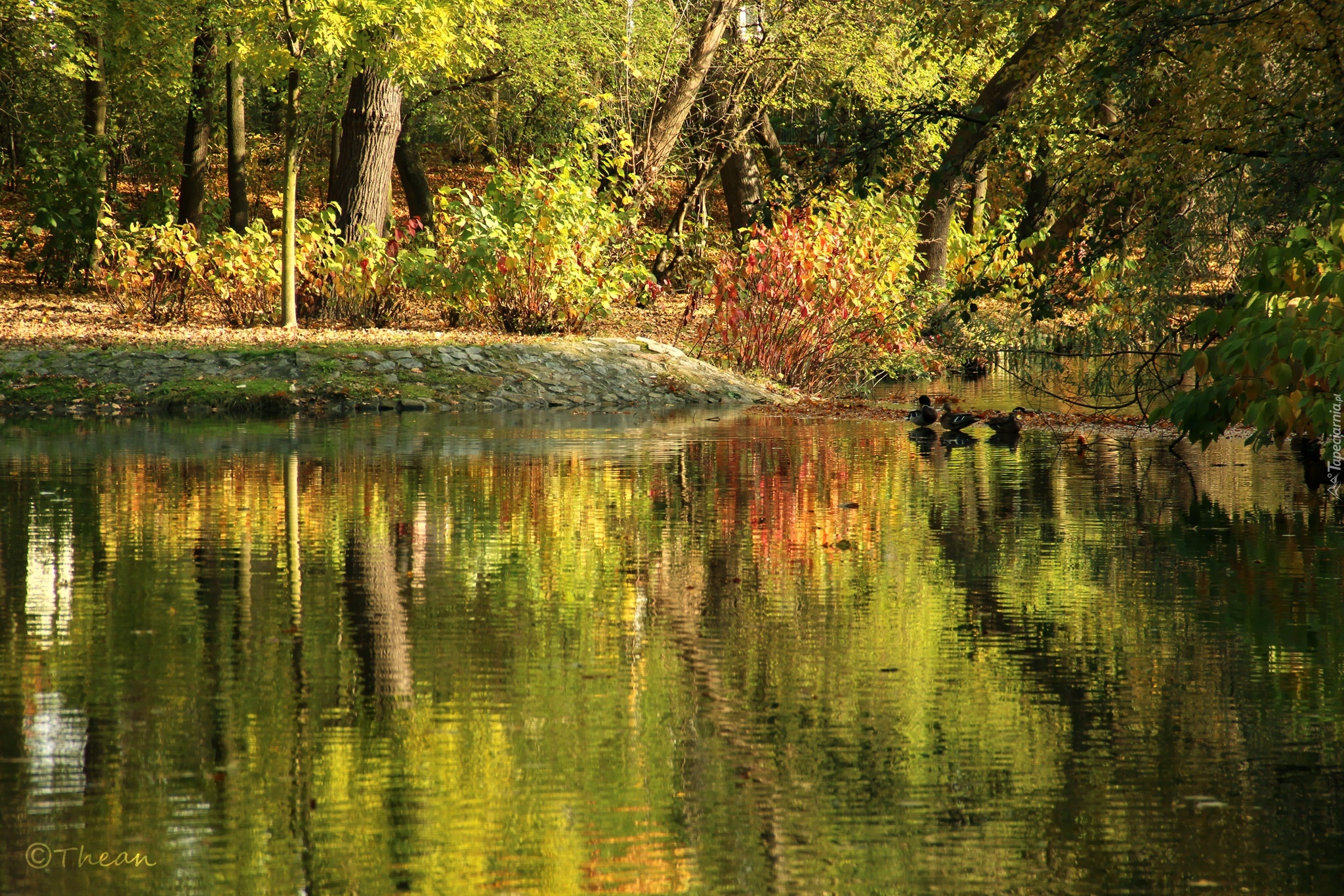 Park, Jesień, Jezioro, Drzewa, Kaczki