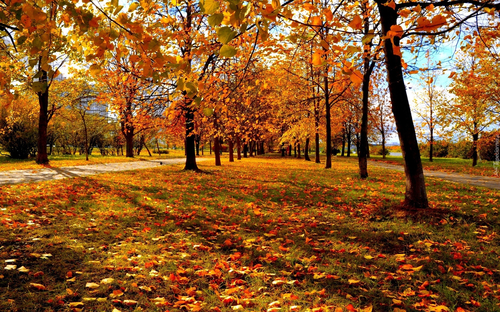 Park, Kolorowe, Drzewa, Liście, Jesień