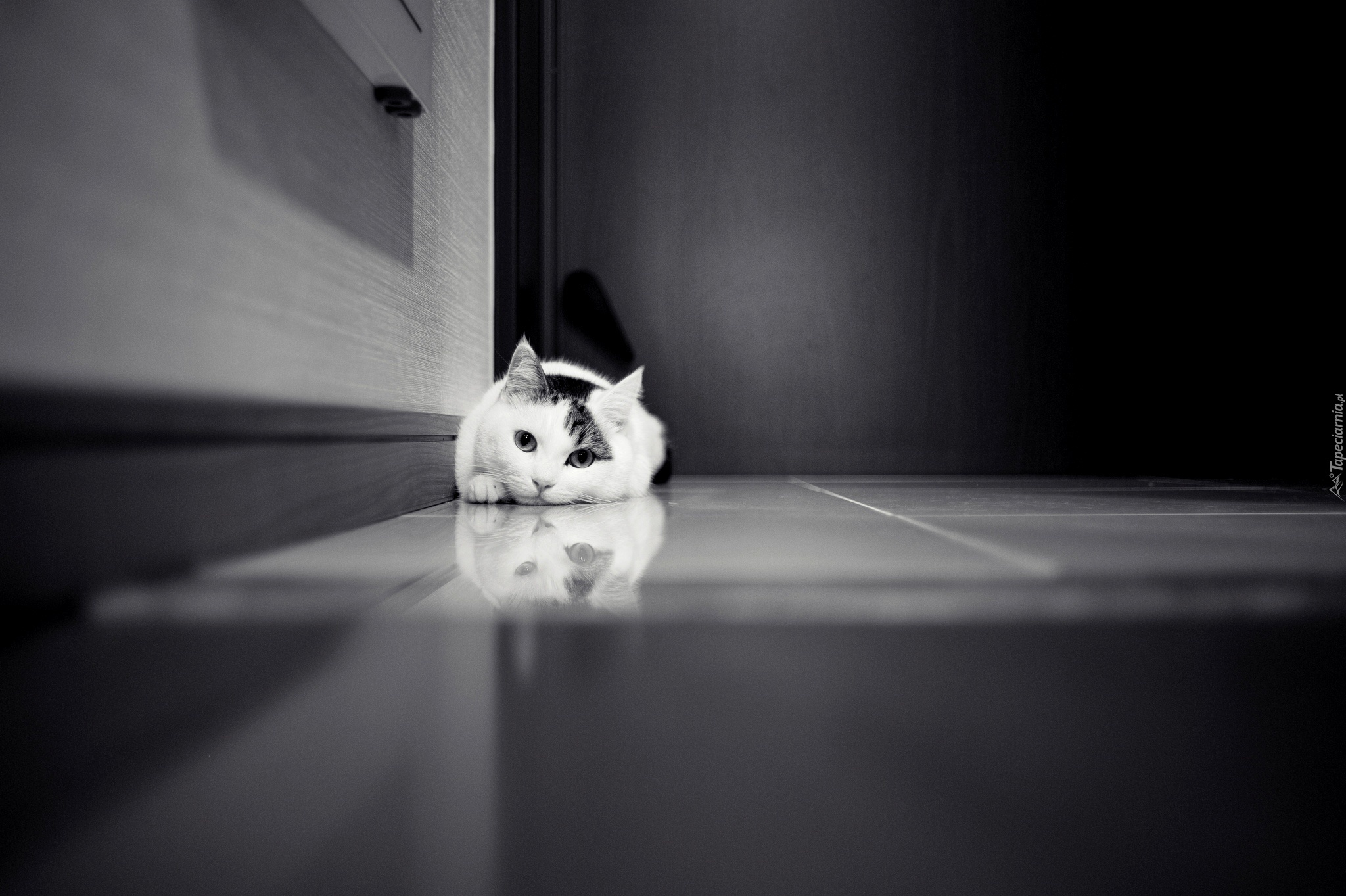 Kot, Podłoga, Czarno-Białe