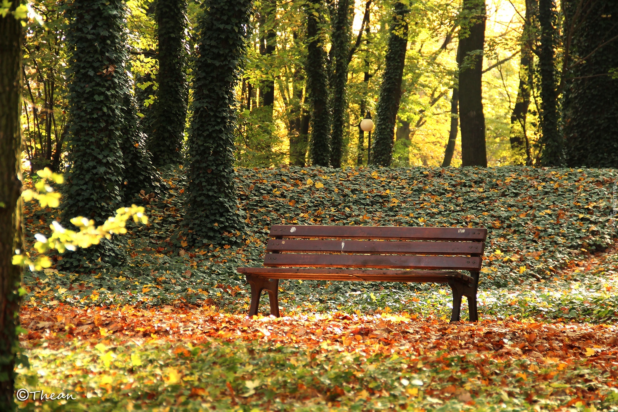 Park, Ławka, Drzewa, Jesień, Liście
