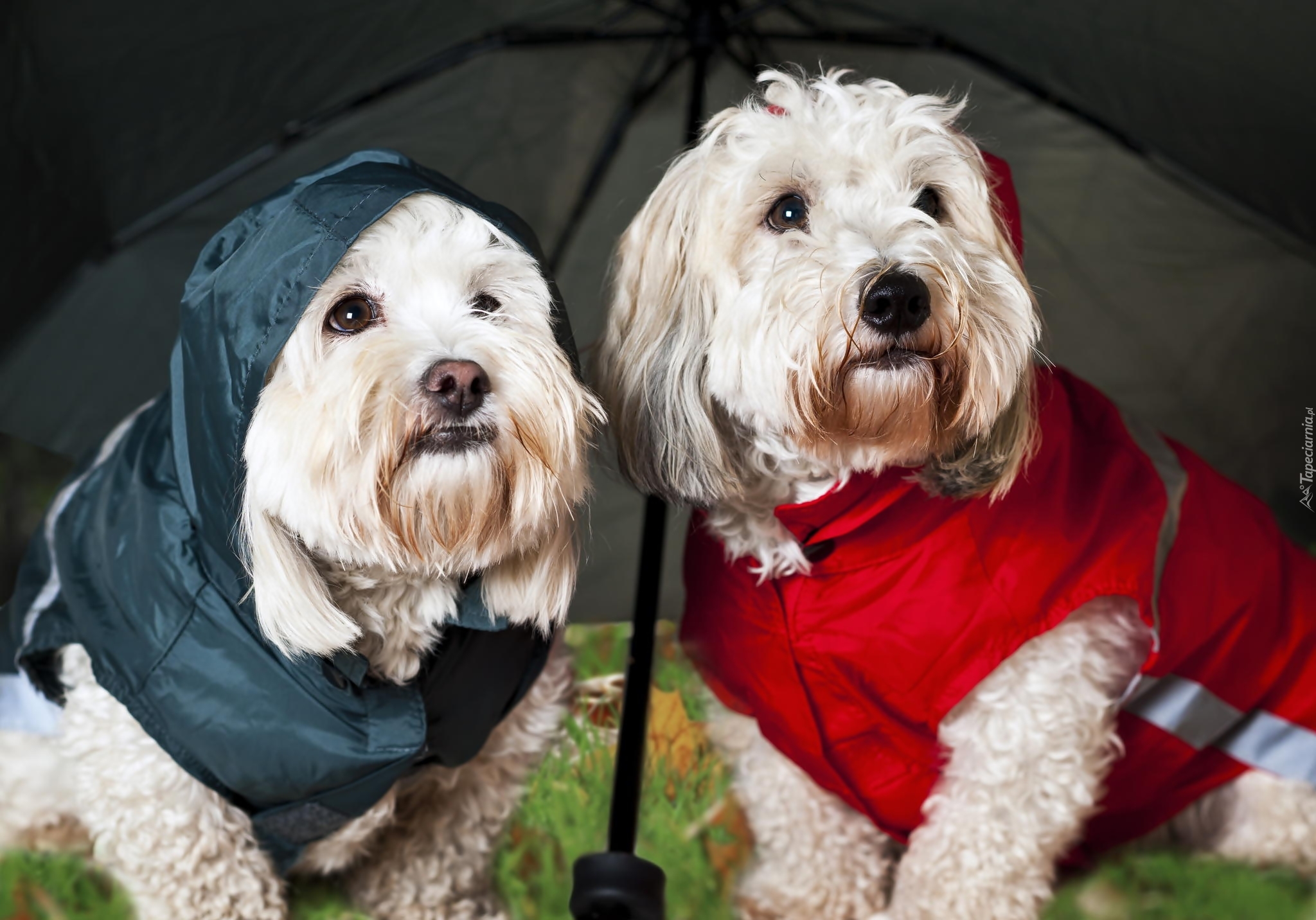 West, Highland, White, Terrier, Parasolka, Ubranka