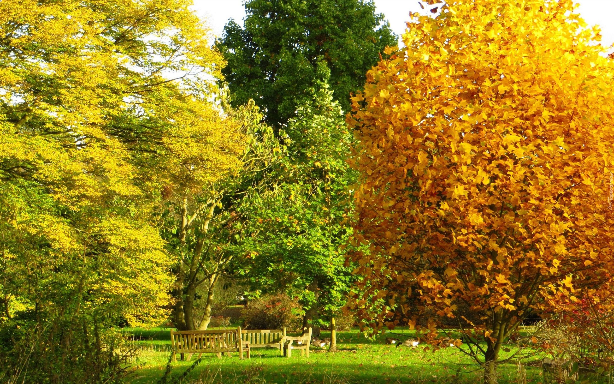 Park, Kolorowe, Drzewa, Ławki, Jesień