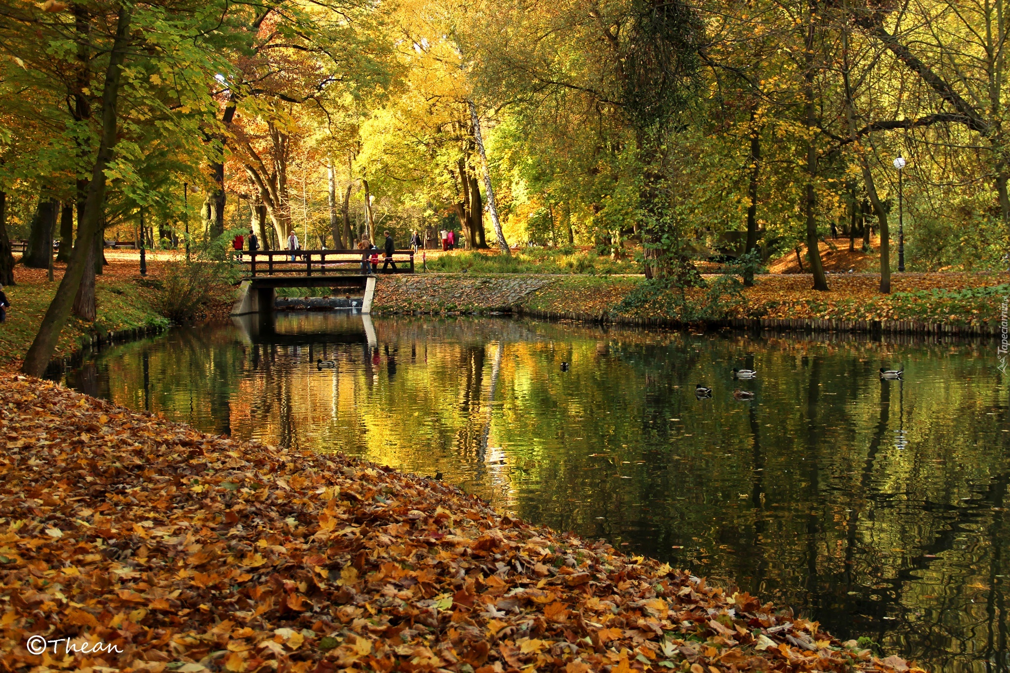 Park, Drzewa, Jezioro, Jesień, Suche, Liście